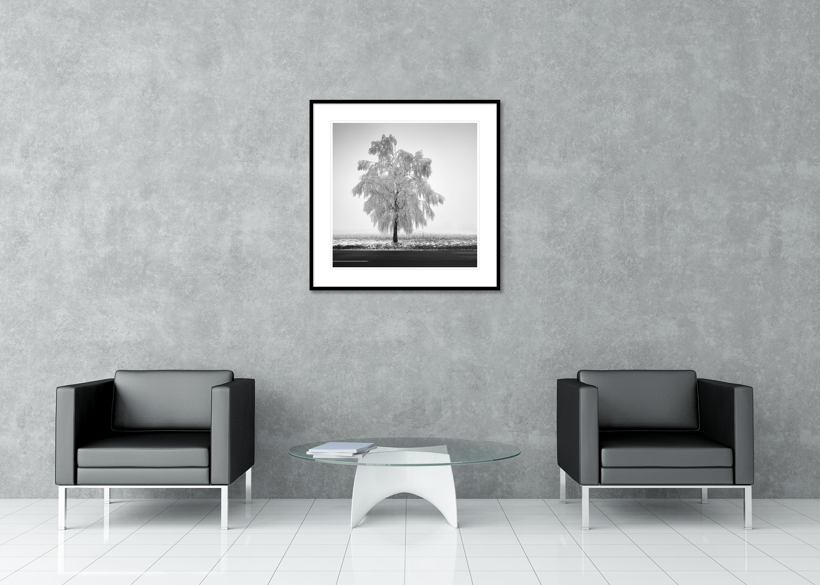 Tree de bouleau glacé, photographie minimaliste, paysage d'hiver, édition limitée en vente 2