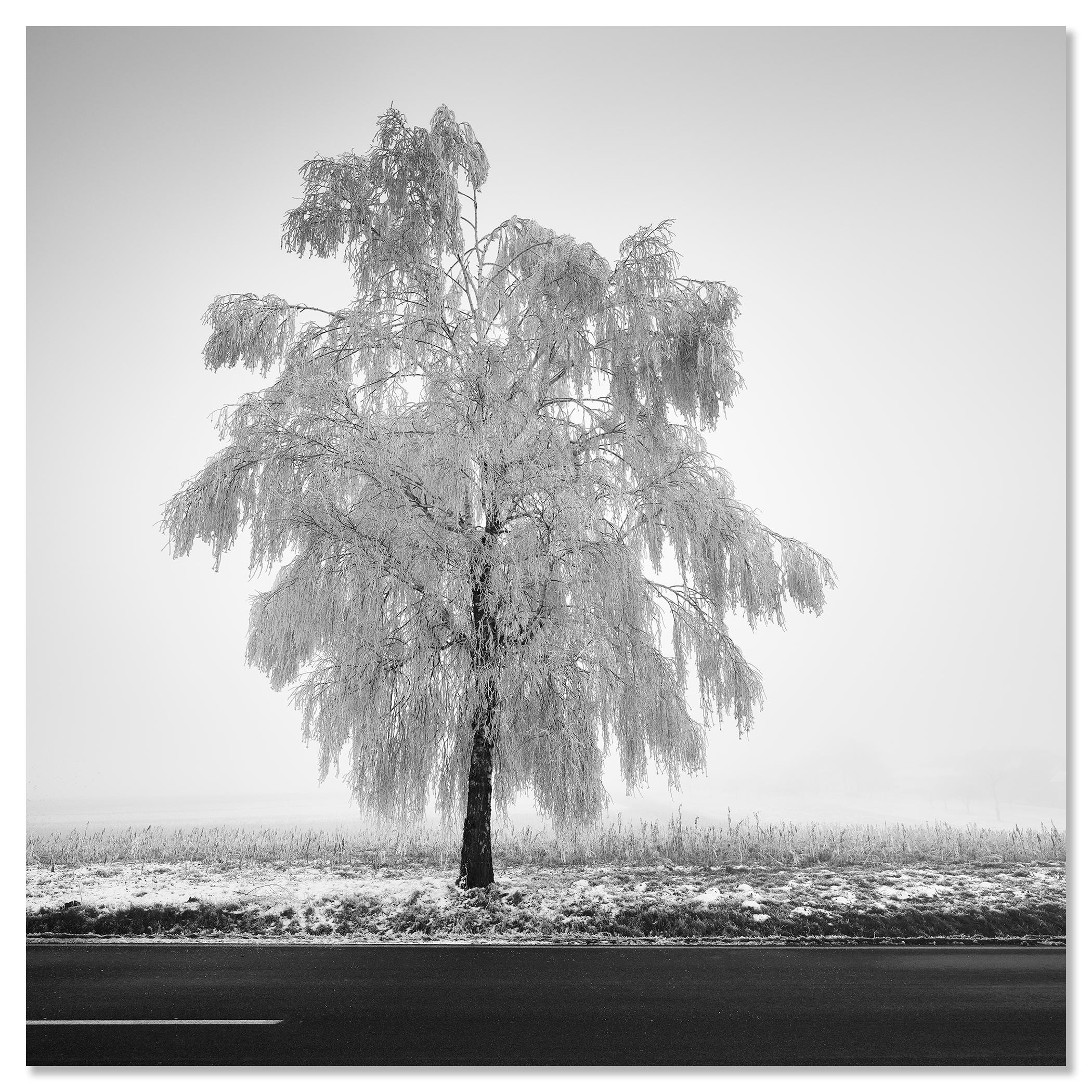 Tree de bouleau glacé, photographie minimaliste, paysage d'hiver, édition limitée en vente 3