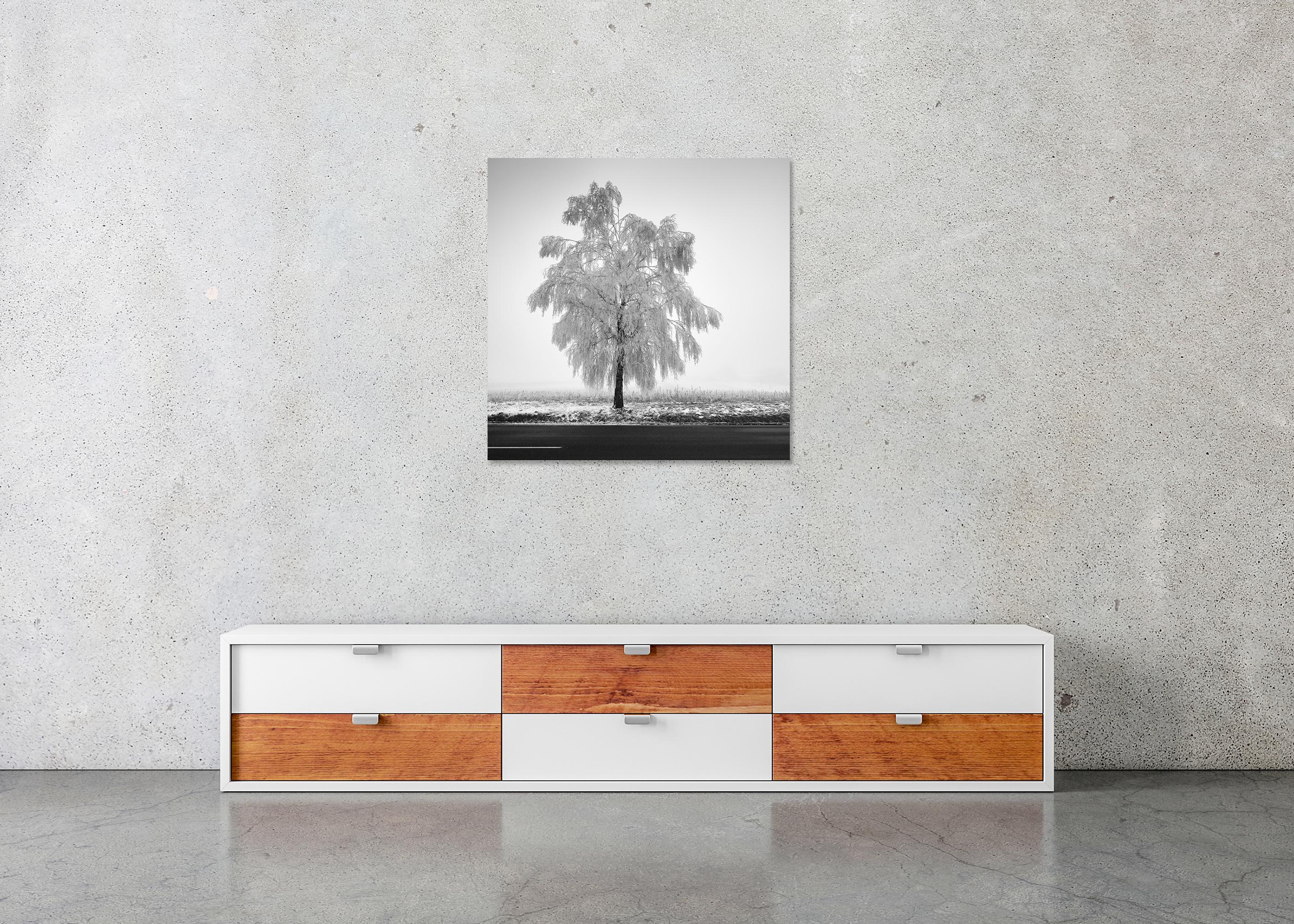 Tree de bouleau glacé, photographie minimaliste, paysage d'hiver, édition limitée en vente 4