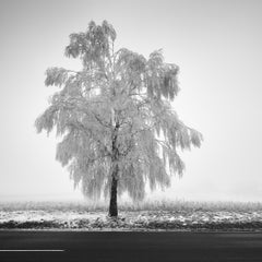 Frozen Birch Tree, minimalist photograph, winter landscape, limited edition