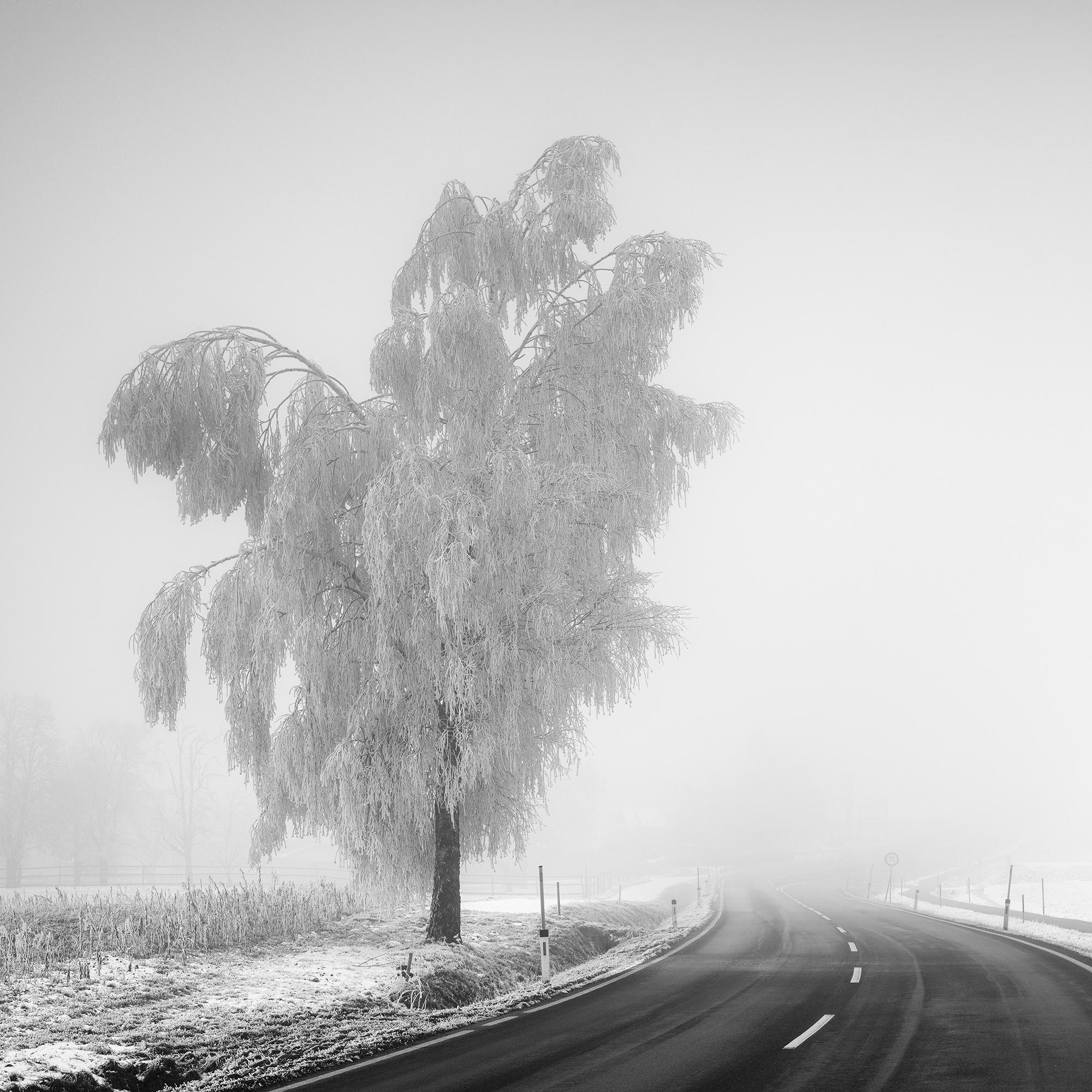 Abedul congelado, paisaje invernal minimalista fotografía limitada en venta 5