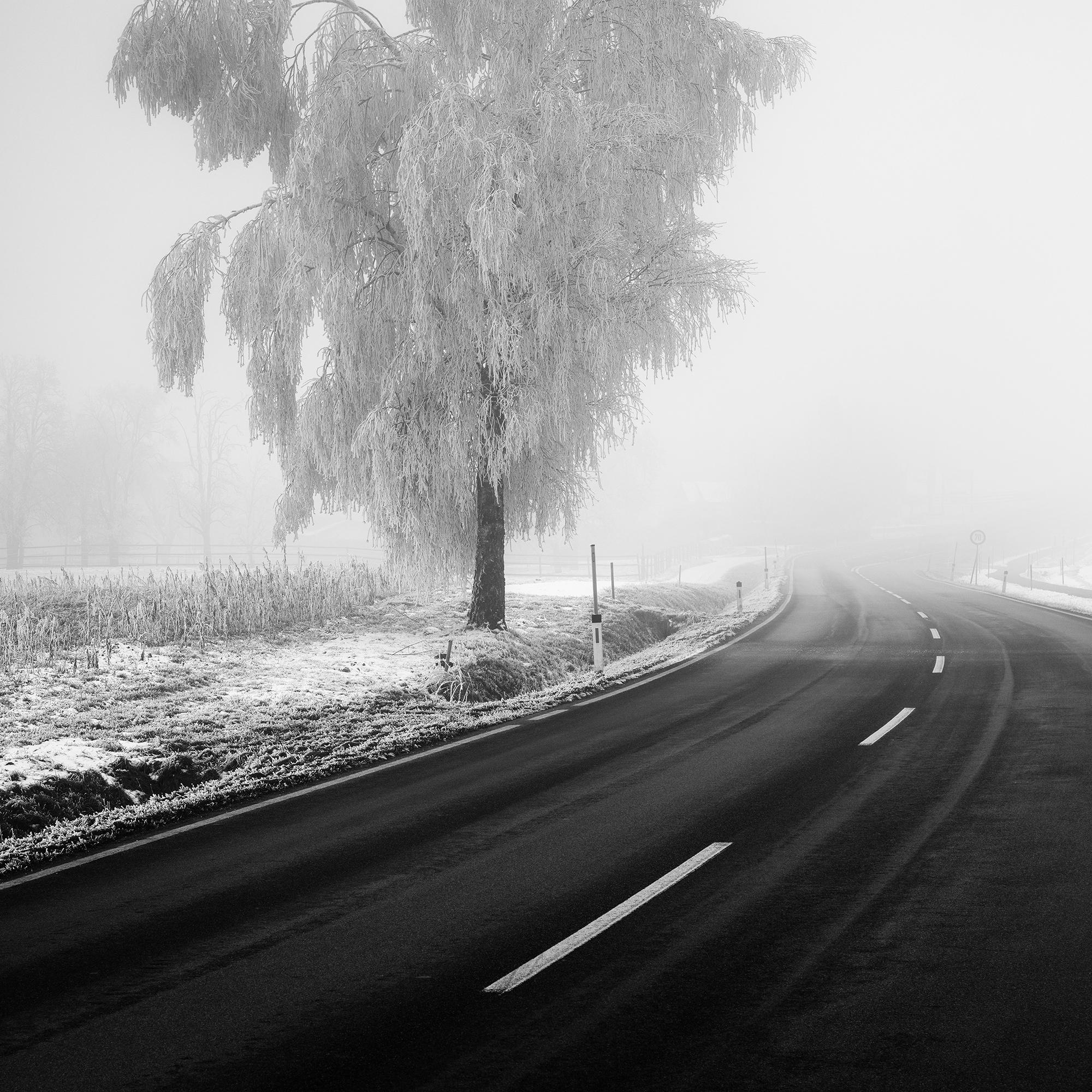 Abedul congelado, paisaje invernal minimalista fotografía limitada en venta 6