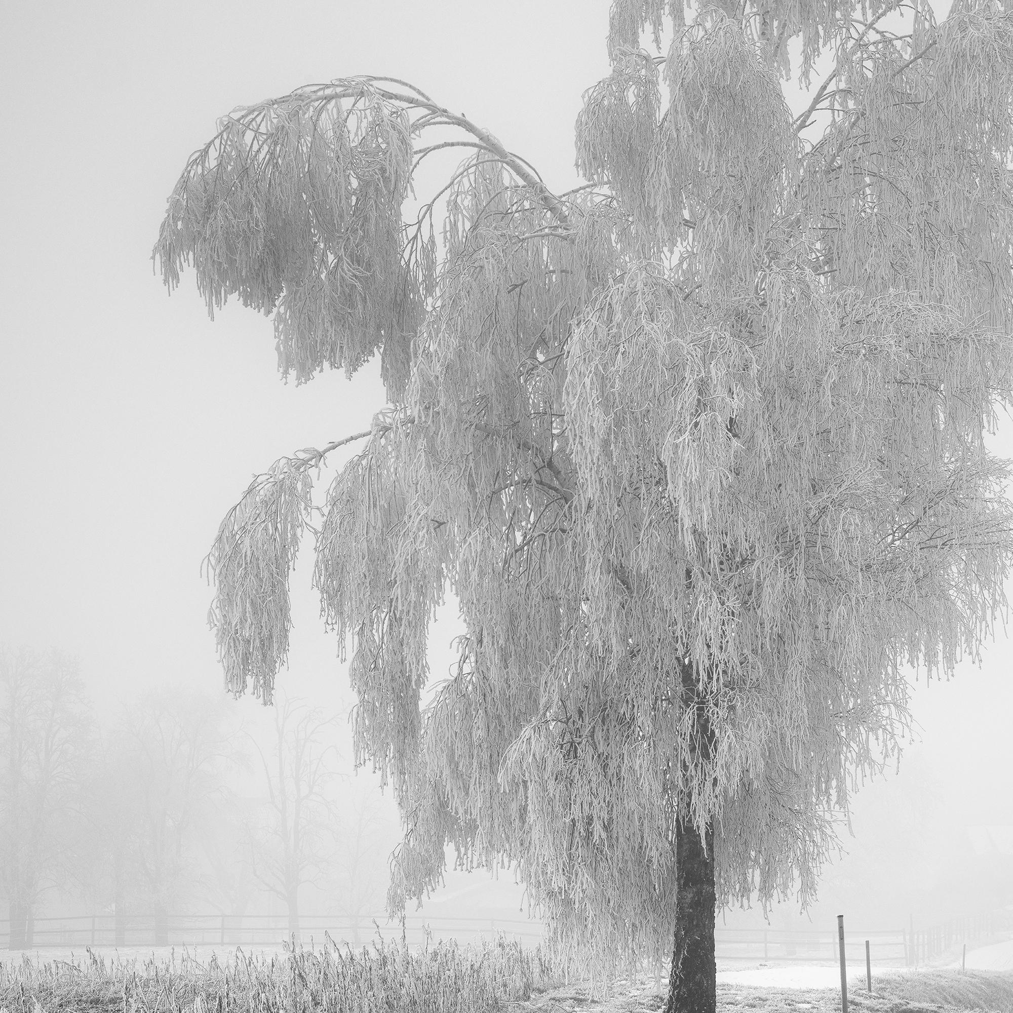 Abedul congelado, paisaje invernal minimalista fotografía limitada en venta 7