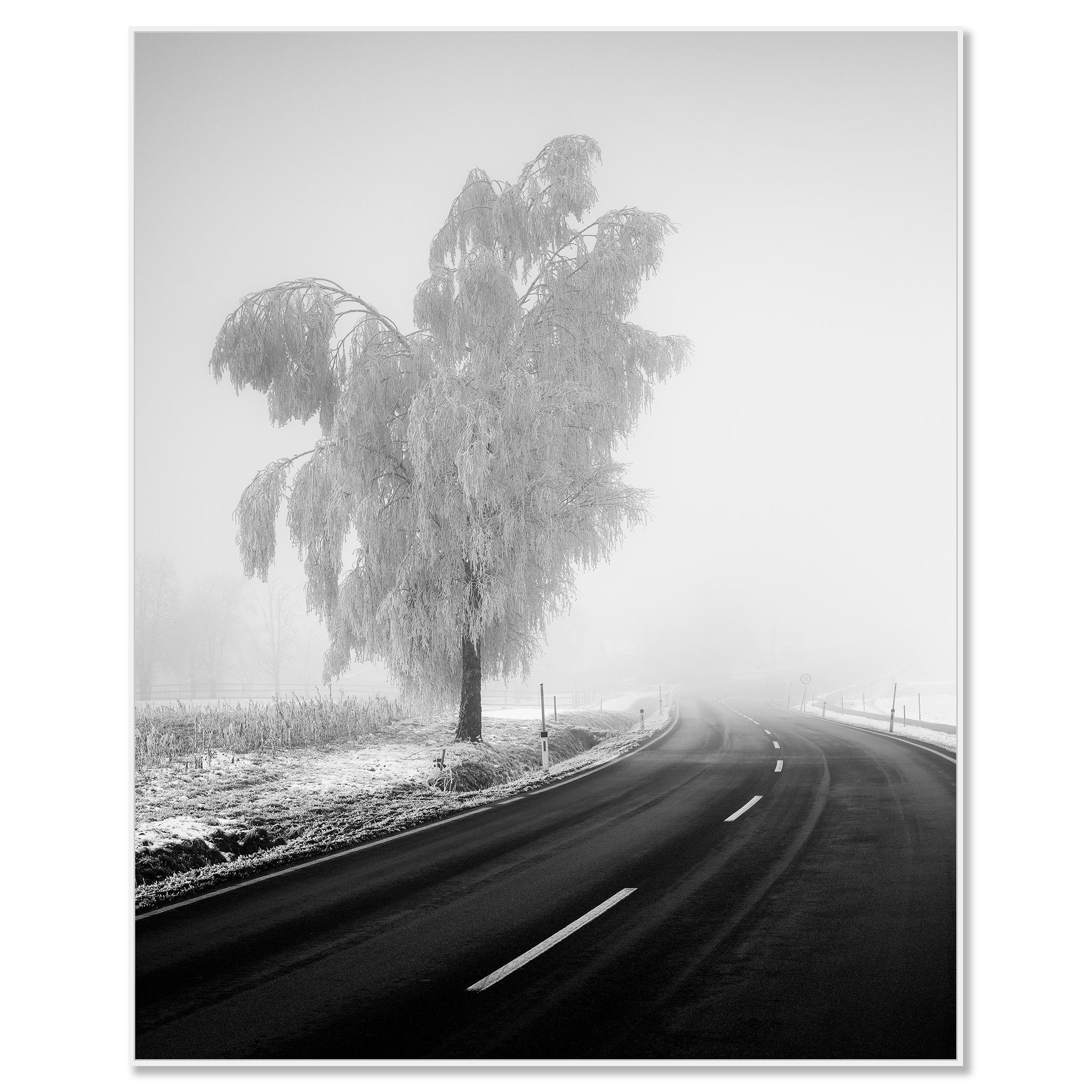 Abedul congelado, paisaje invernal minimalista fotografía limitada - Photograph de Gerald Berghammer