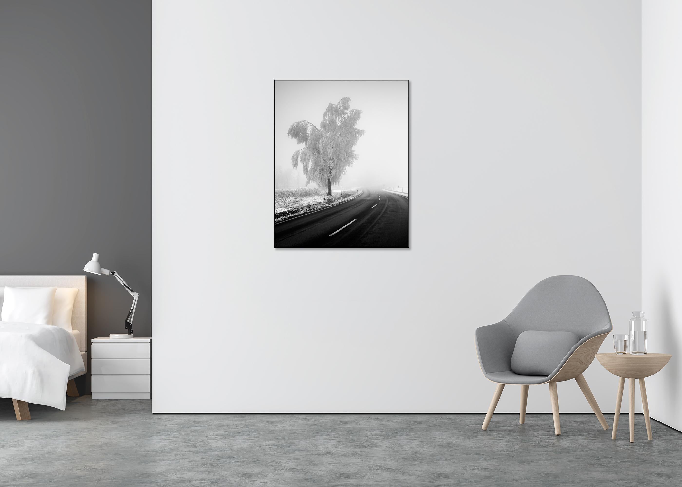 Abedul congelado, paisaje invernal minimalista fotografía limitada - Black and White Photograph Gris de Gerald Berghammer