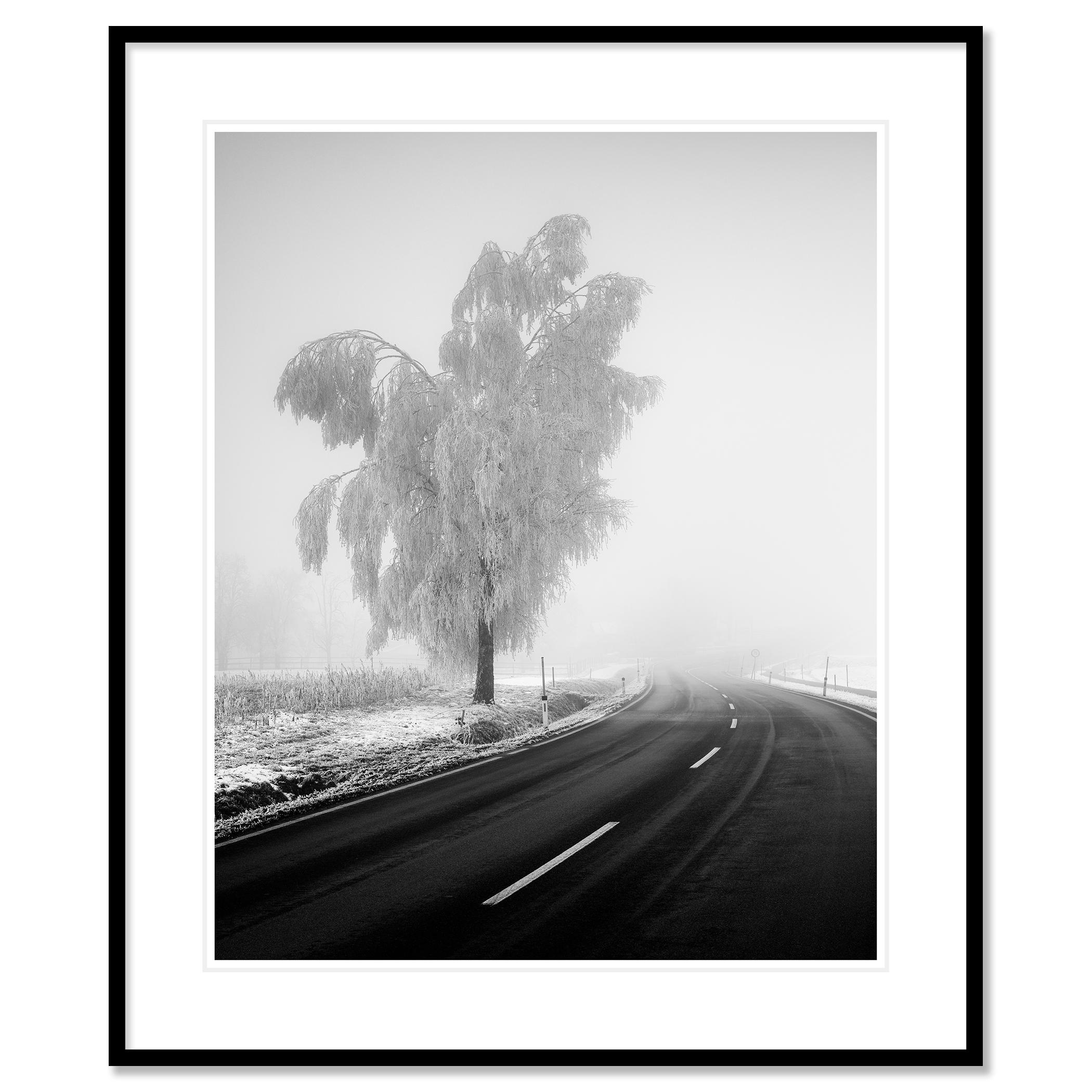 Abedul congelado, paisaje invernal minimalista fotografía limitada en venta 1
