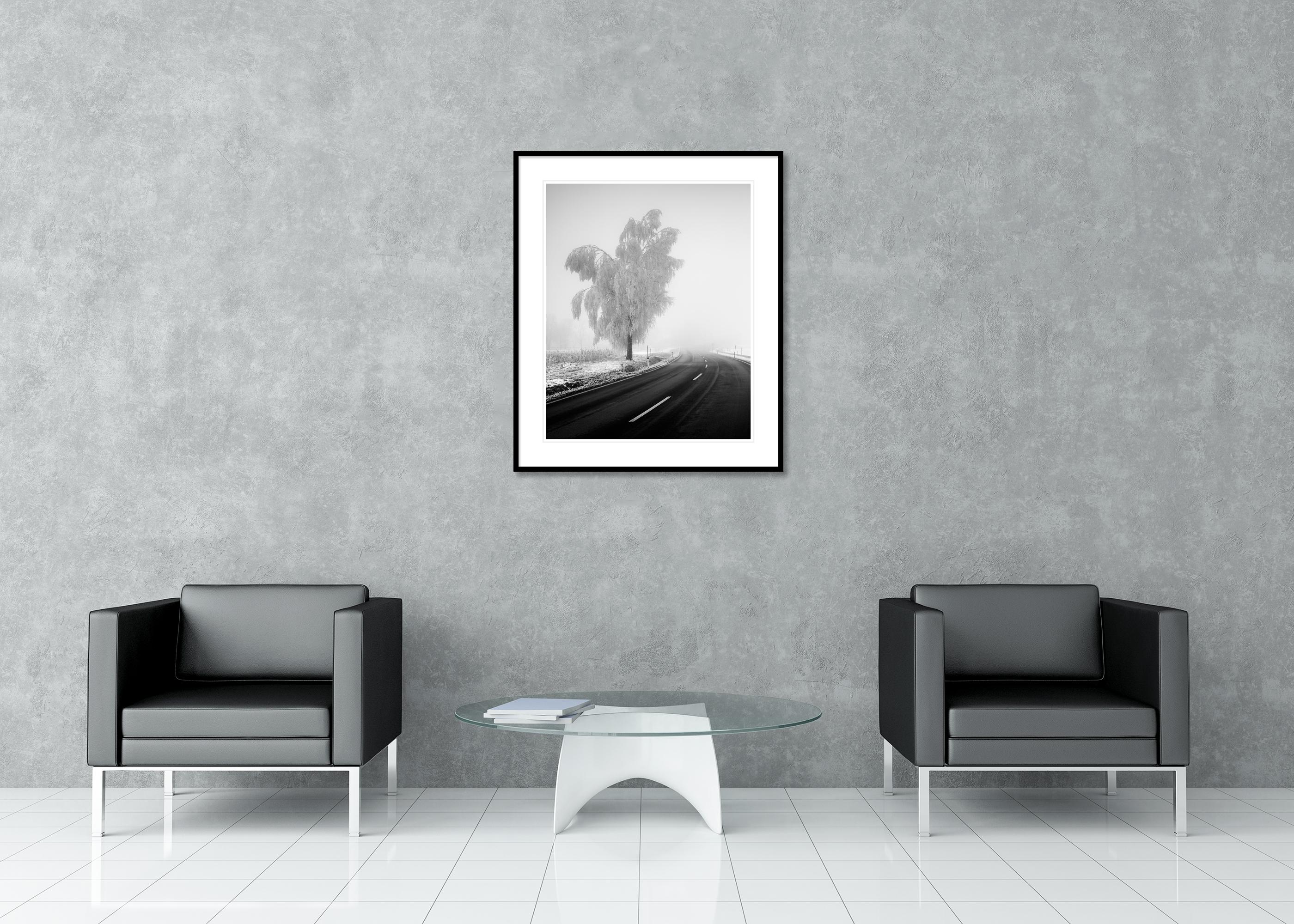 Abedul congelado, paisaje invernal minimalista fotografía limitada en venta 2