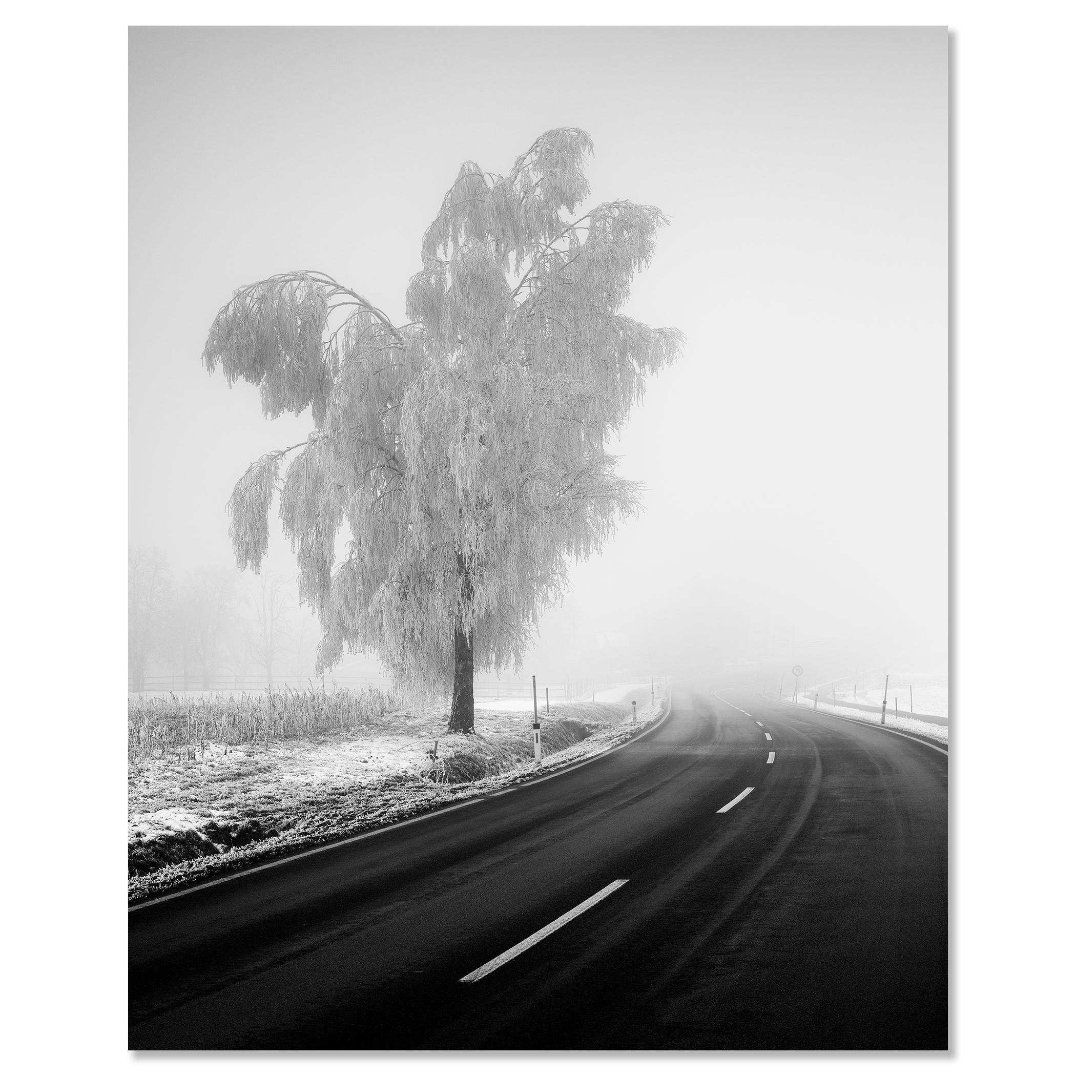 Abedul congelado, paisaje invernal minimalista fotografía limitada en venta 3