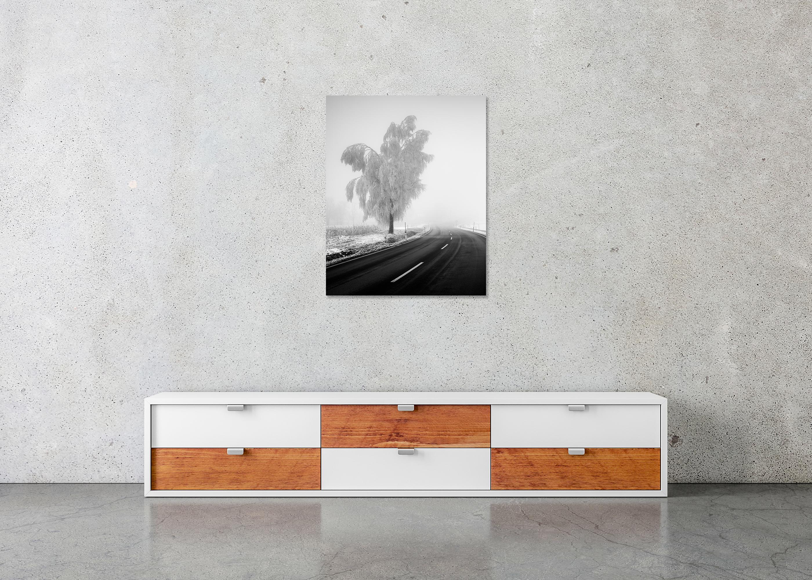 Abedul congelado, paisaje invernal minimalista fotografía limitada en venta 4