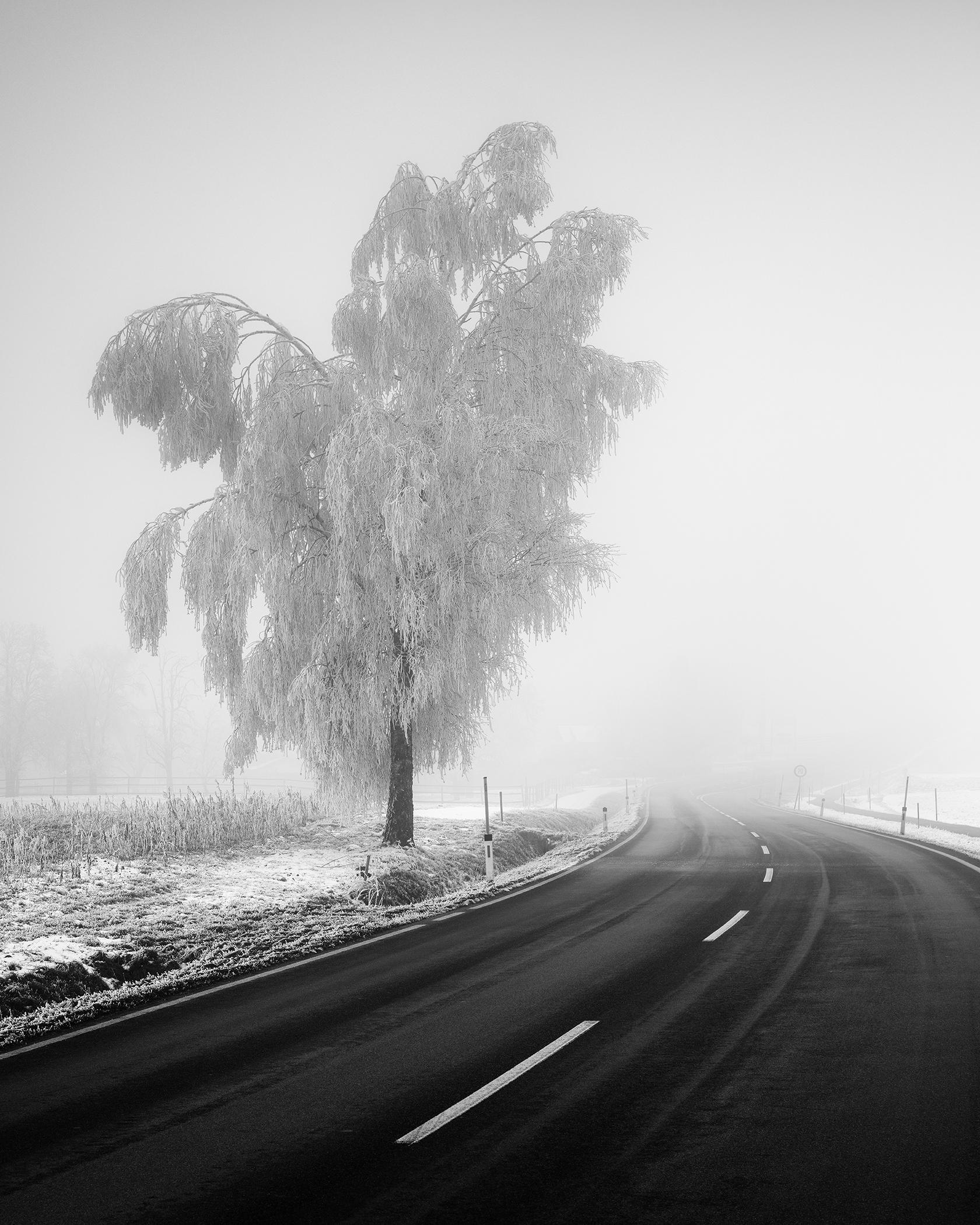 Black and White Photograph de Gerald Berghammer - Abedul congelado, paisaje invernal minimalista fotografía limitada