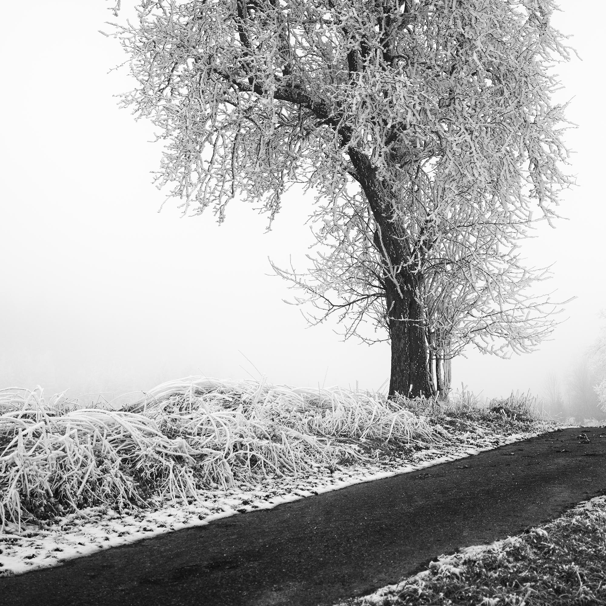 Granja helada, Árbol escarchado, Niebla, Carretera, fotografía minimalista de paisaje en venta 5