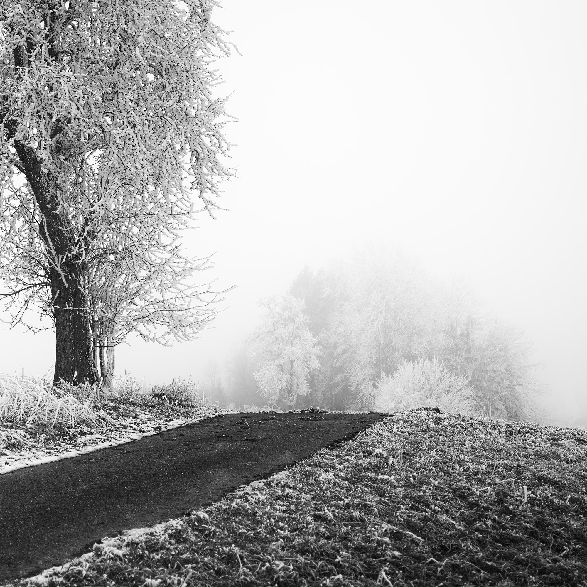 Granja helada, Árbol escarchado, Niebla, Carretera, fotografía minimalista de paisaje en venta 6