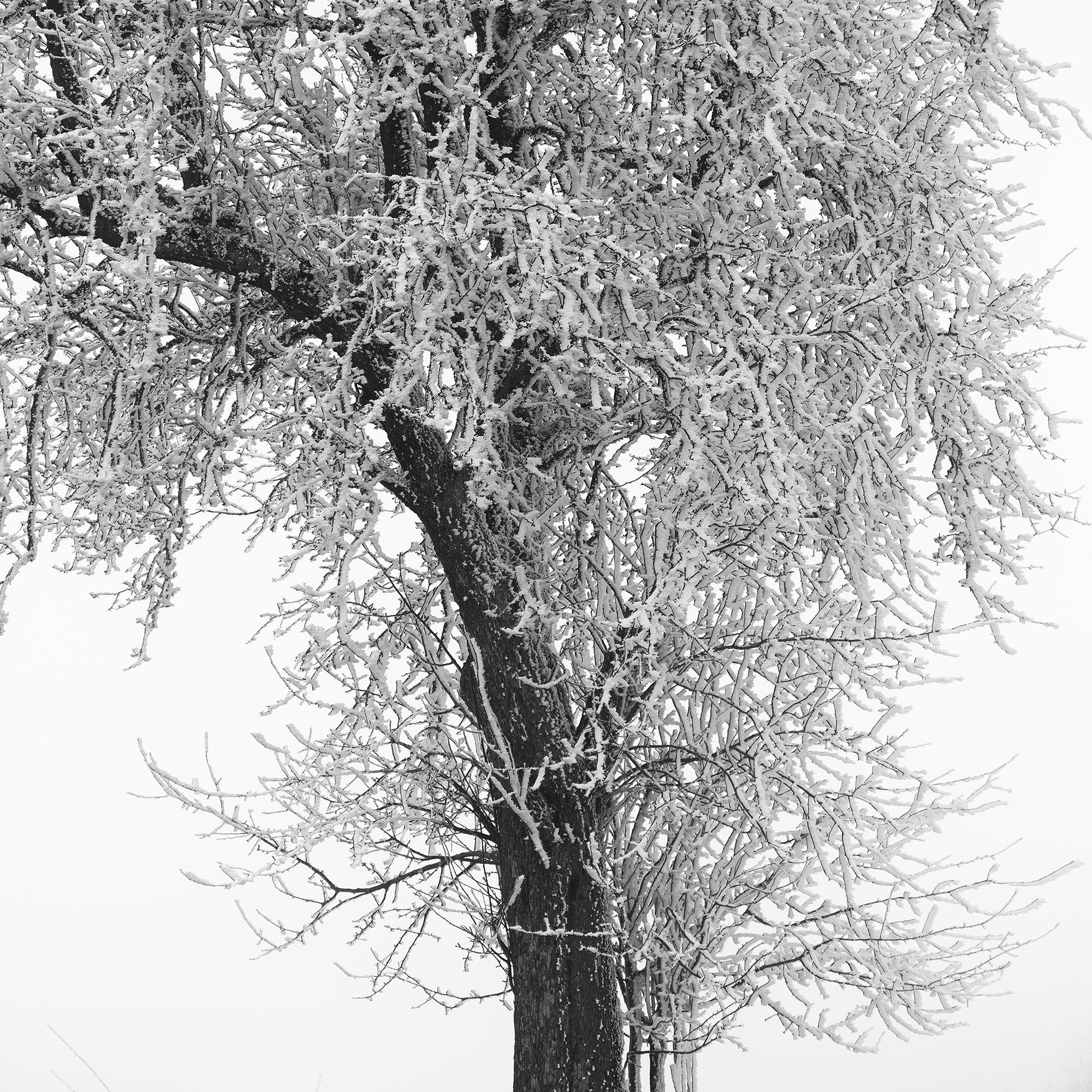 Granja helada, Árbol escarchado, Niebla, Carretera, fotografía minimalista de paisaje en venta 7