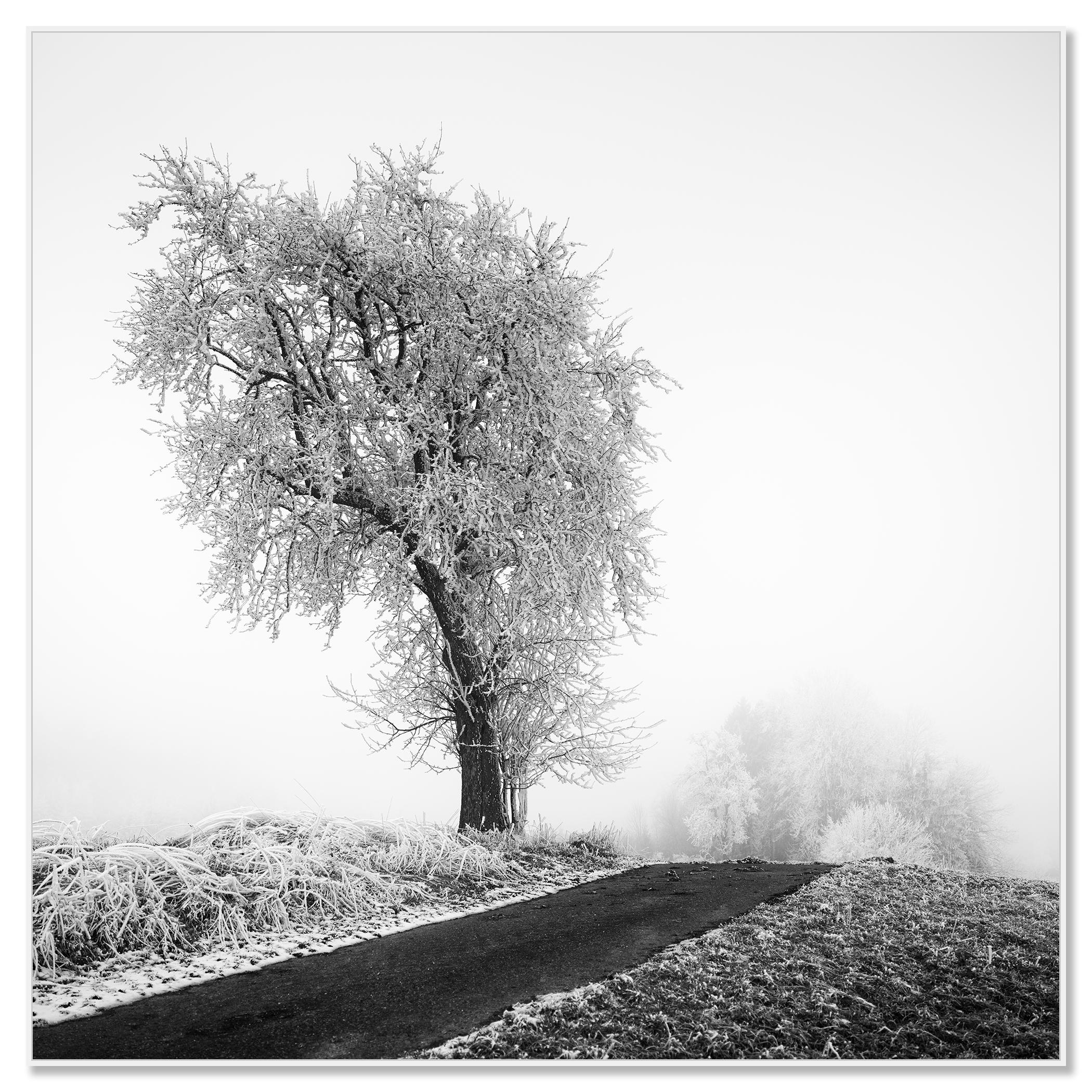 Granja helada, Árbol escarchado, Niebla, Carretera, fotografía minimalista de paisaje - Photograph de Gerald Berghammer
