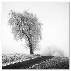 Gefrorenes Ackerland, Raureif Baum, neblig, Straße, minimalistische Landschaftsfotografie