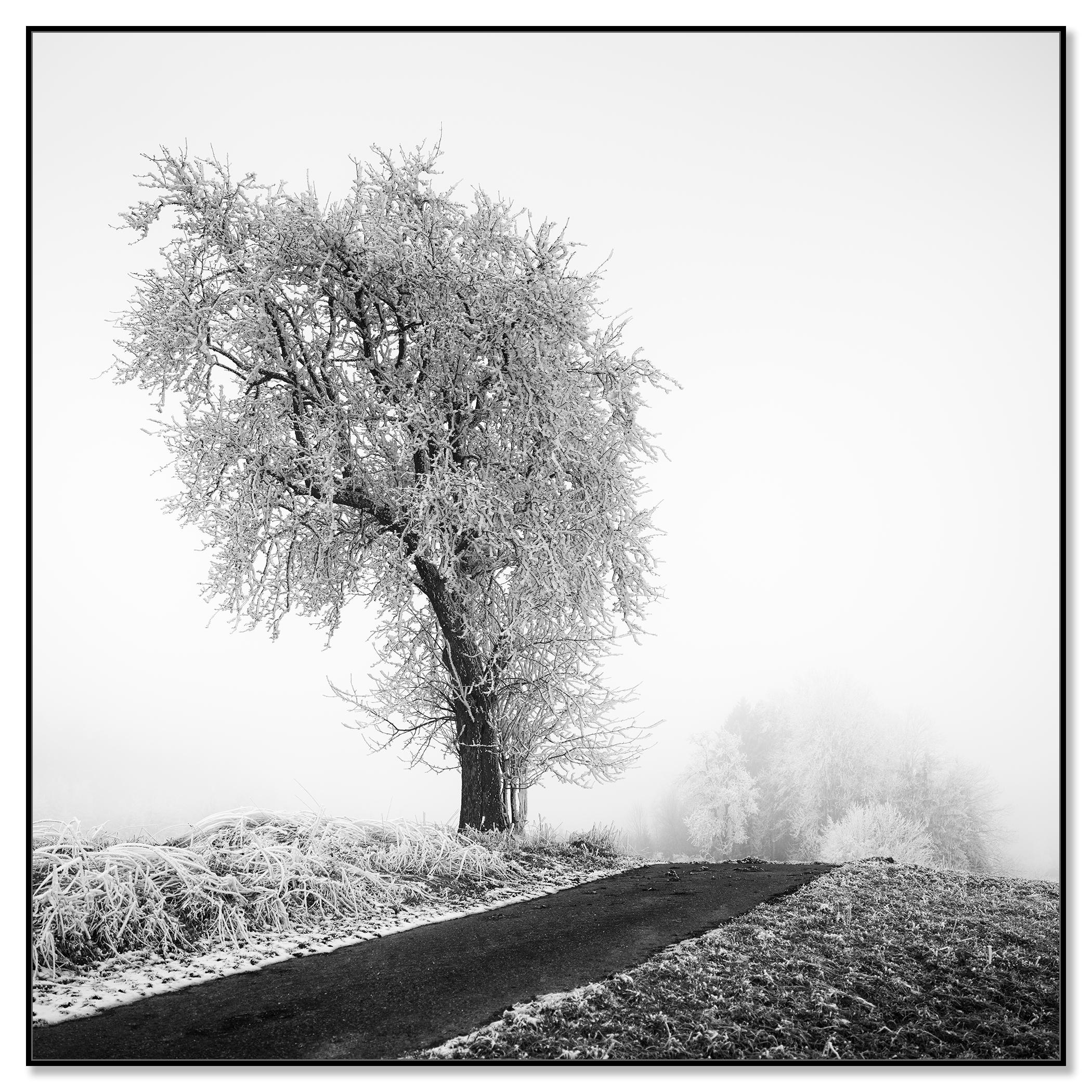 Granja helada, Árbol escarchado, Niebla, Carretera, fotografía minimalista de paisaje - Photograph Contemporáneo de Gerald Berghammer