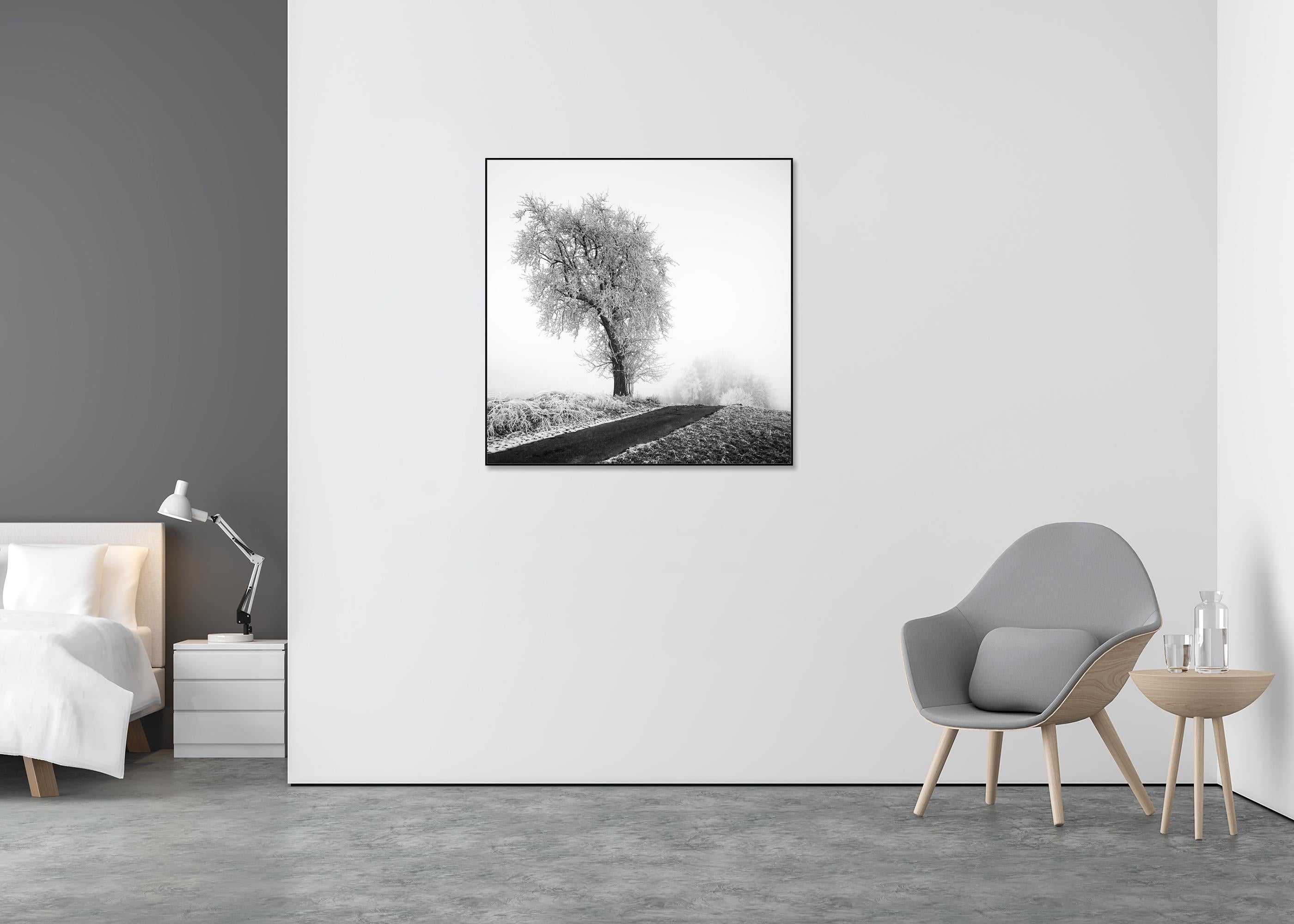 Granja helada, Árbol escarchado, Niebla, Carretera, fotografía minimalista de paisaje - Black and White Photograph Gris de Gerald Berghammer