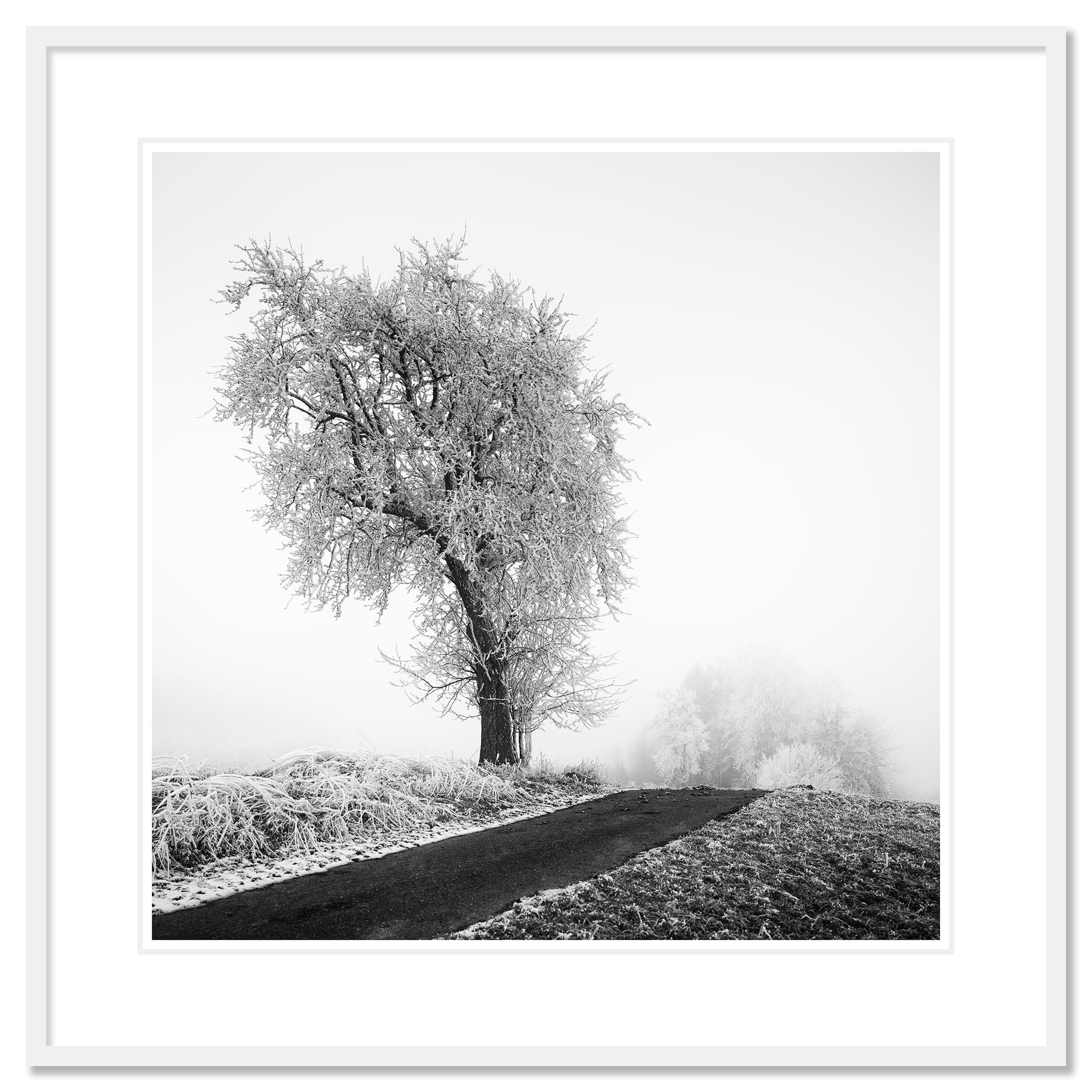 Frozen Farmland Study 3, Austria - no. 21353 // Fotografía de Paisaje Artística en Blanco y Negro. 
Agave azul, planta, detalle, Arizona, EEUU. Impresión en tinta de pigmento de archivo, edición de 9. Firmada, titulada, fechada y numerada por el