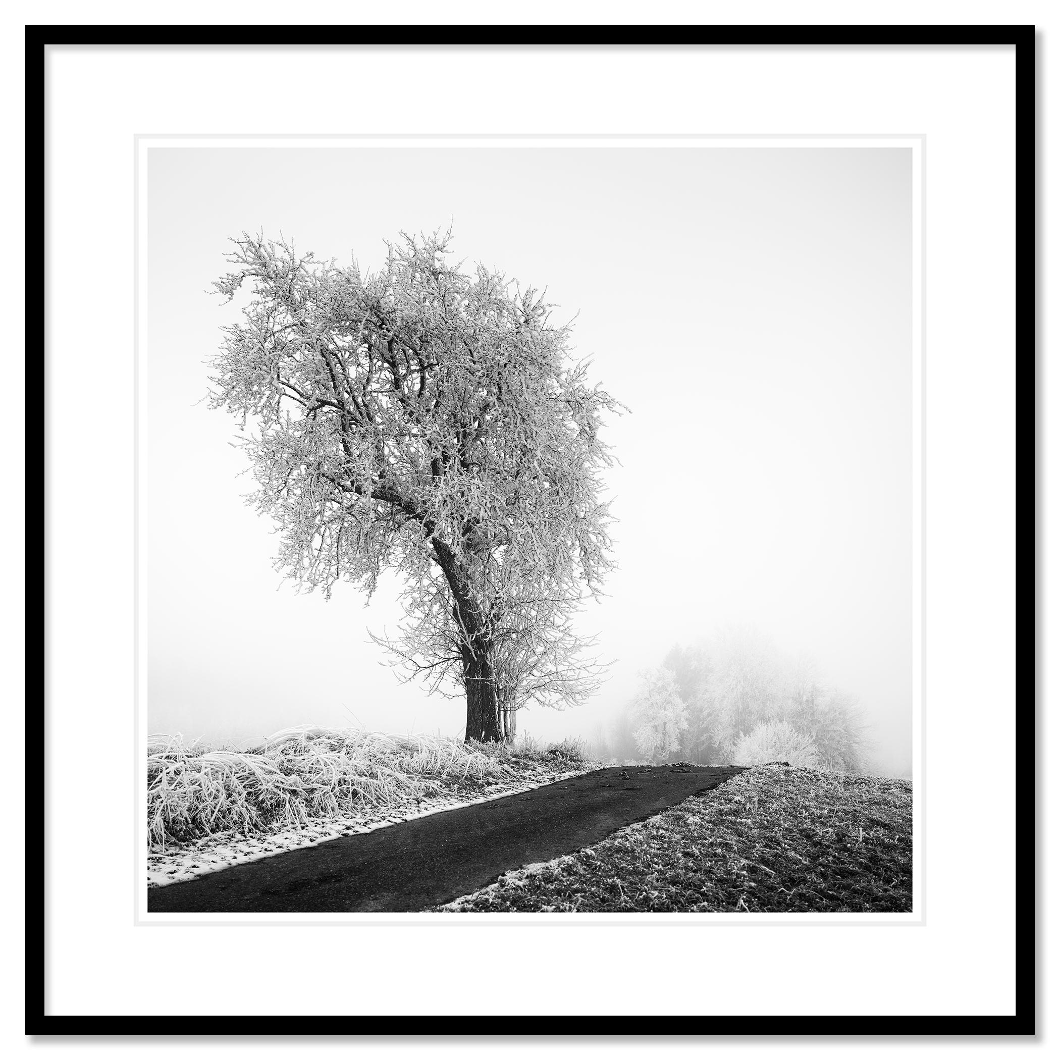 Granja helada, Árbol escarchado, Niebla, Carretera, fotografía minimalista de paisaje en venta 1