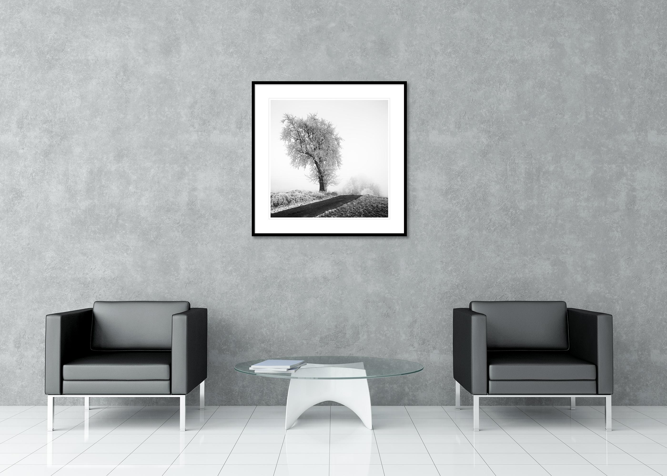 Granja helada, Árbol escarchado, Niebla, Carretera, fotografía minimalista de paisaje en venta 2