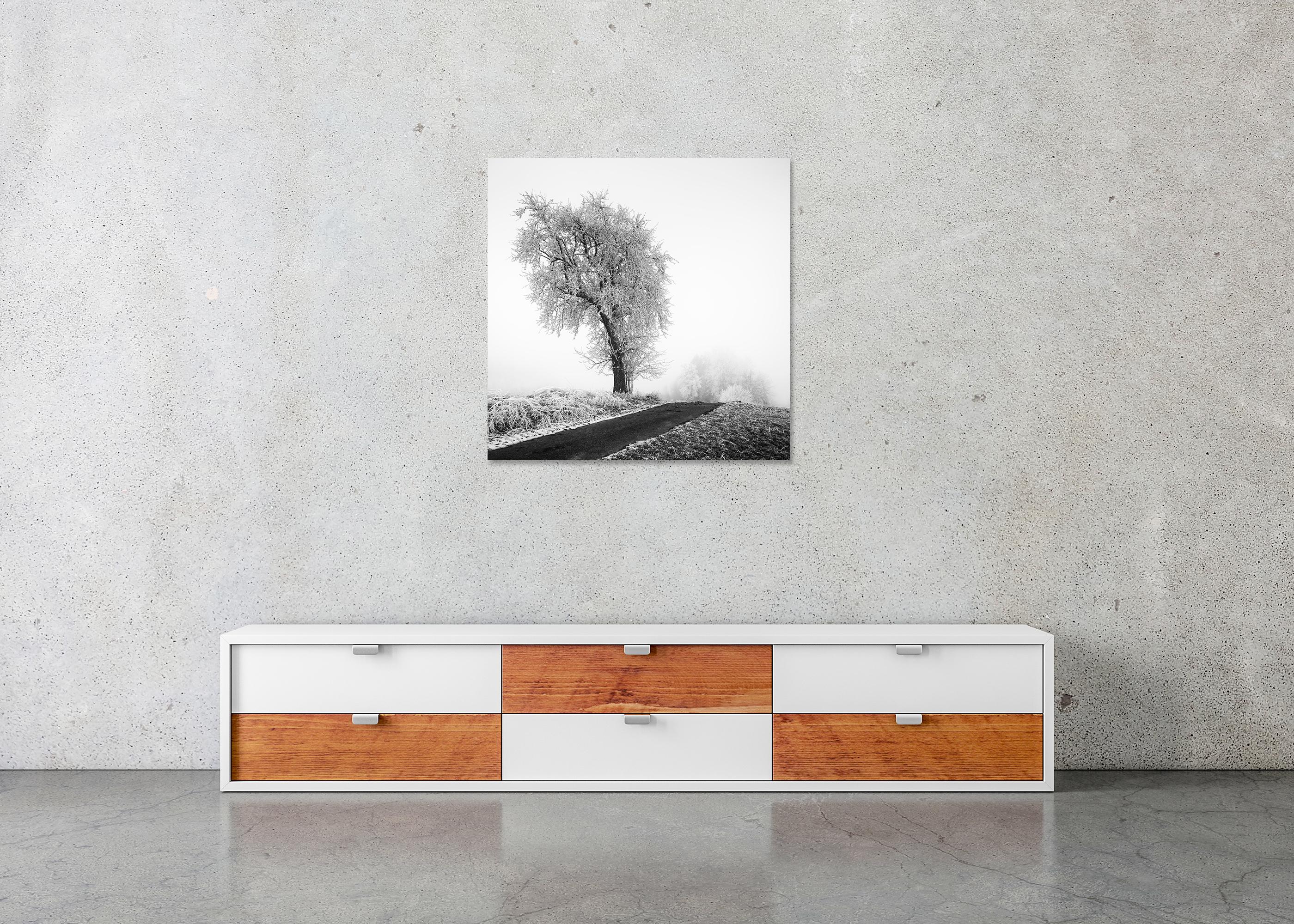 Granja helada, Árbol escarchado, Niebla, Carretera, fotografía minimalista de paisaje en venta 4