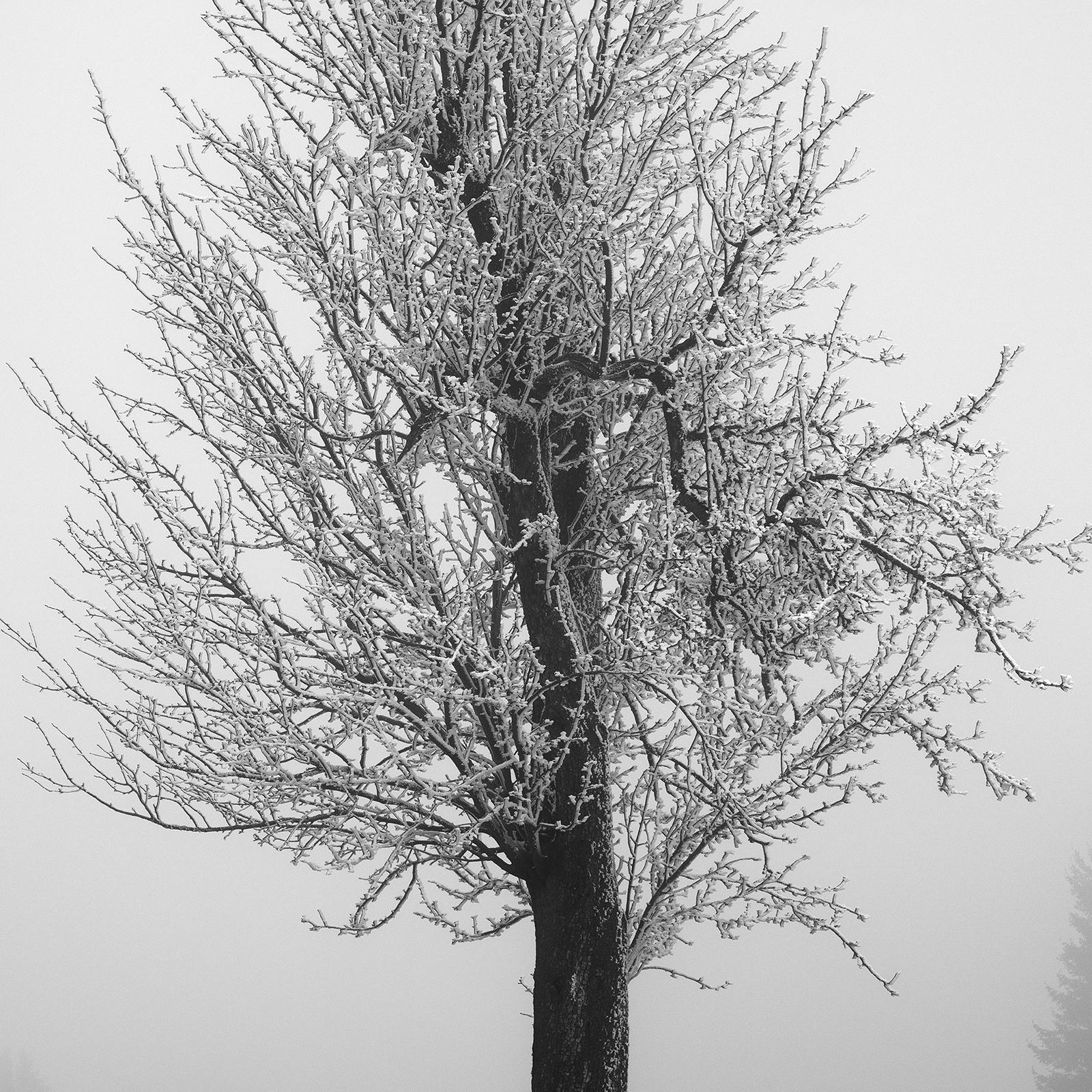 Frozen Farmland, minimalist black and white photograph, limited edition print For Sale 5