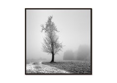 Frozen Farmland, fotografia minimalista in bianco e nero, stampa in edizione limitata