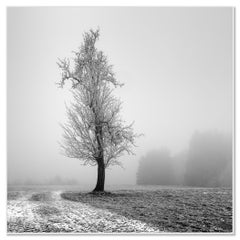 Frozen Farmland, fotografia minimalista in bianco e nero, stampa in edizione limitata