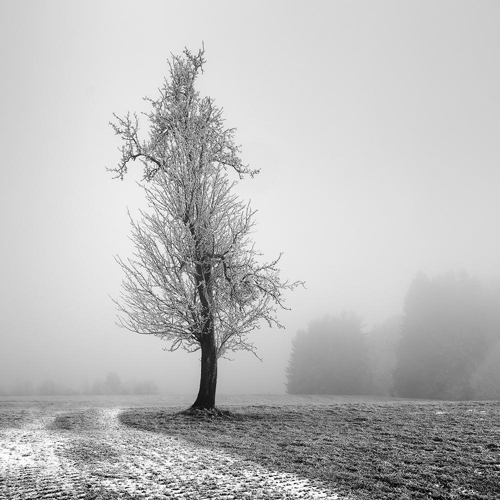 Gerald Berghammer Black and White Photograph - Frozen Farmland, minimalist black and white photograph, limited edition print