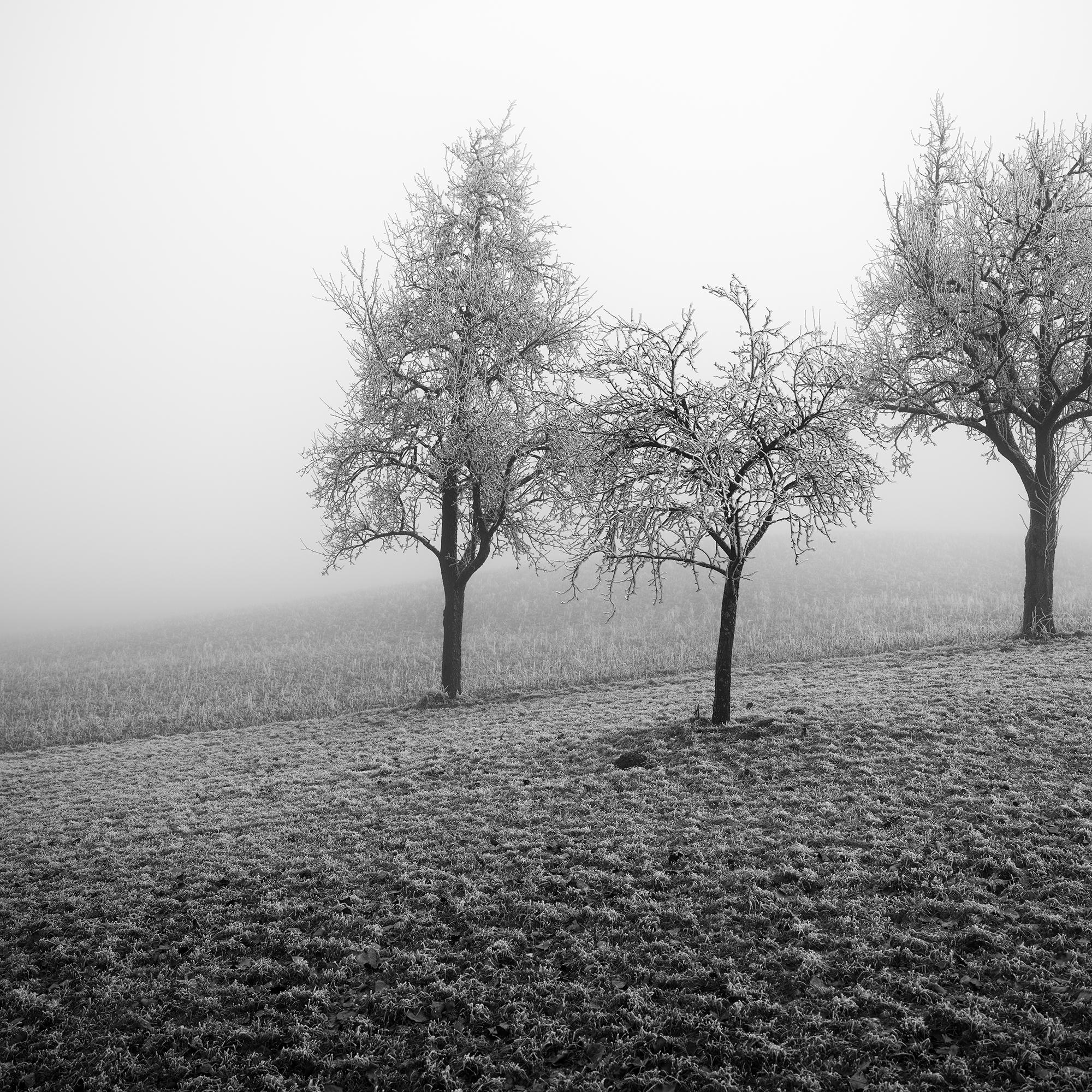 Frozen Landscape, fotografia vegetale minimalista, stampa monocromatica in edizione limitata in vendita 5