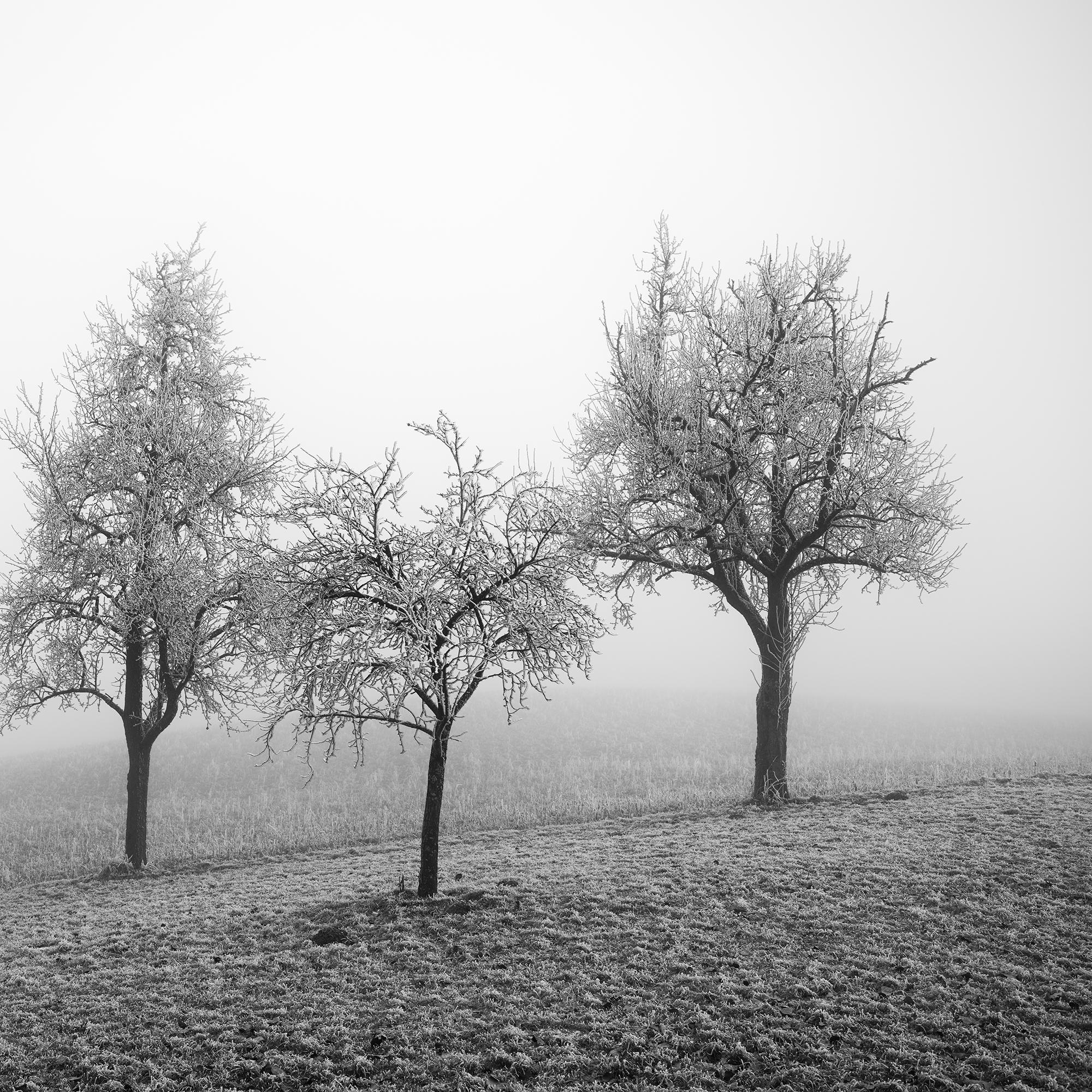 Frozen Landscape, fotografia vegetale minimalista, stampa monocromatica in edizione limitata in vendita 6