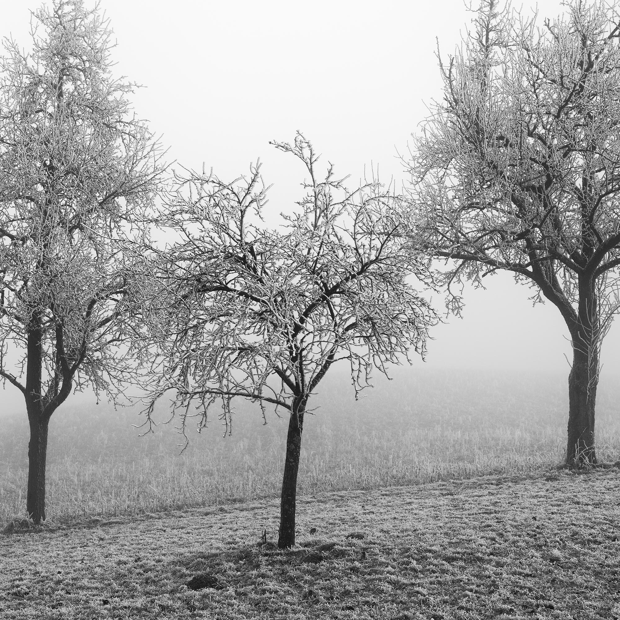 Frozen Landscape, fotografia vegetale minimalista, stampa monocromatica in edizione limitata in vendita 7