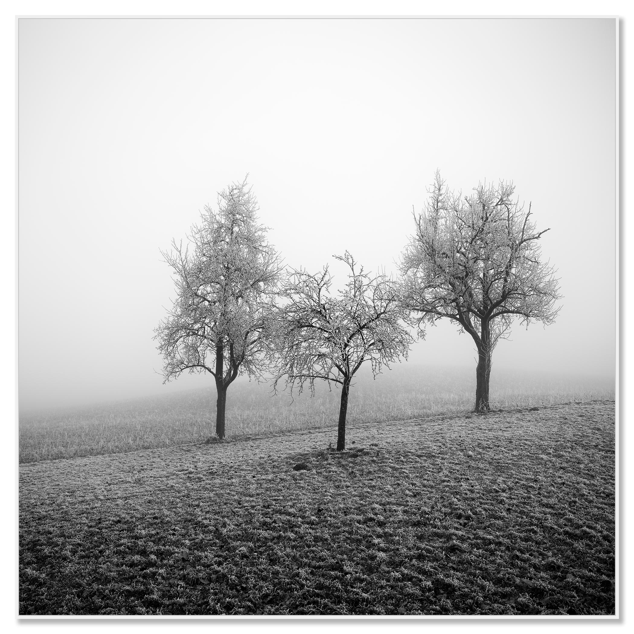 Frozen Landscape, fotografia vegetale minimalista, stampa monocromatica in edizione limitata - Photograph di Gerald Berghammer