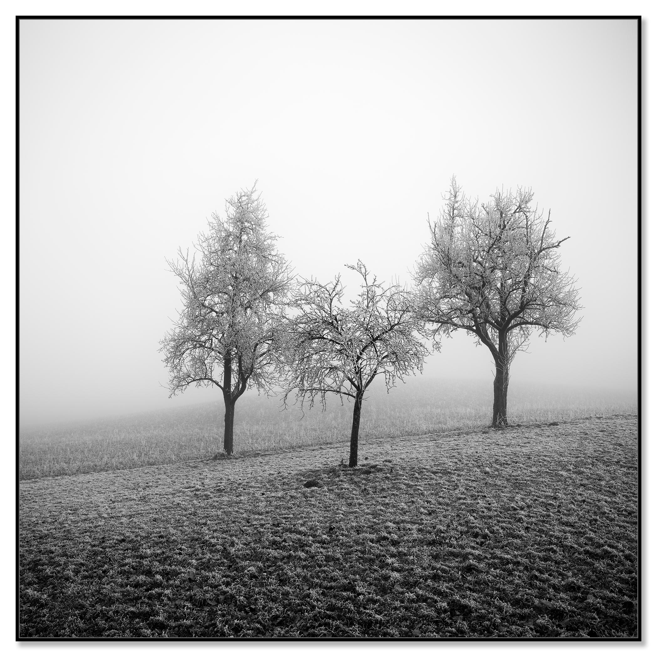 Frozen Landscape, fotografia vegetale minimalista, stampa monocromatica in edizione limitata - Photograph Contemporaneo di Gerald Berghammer