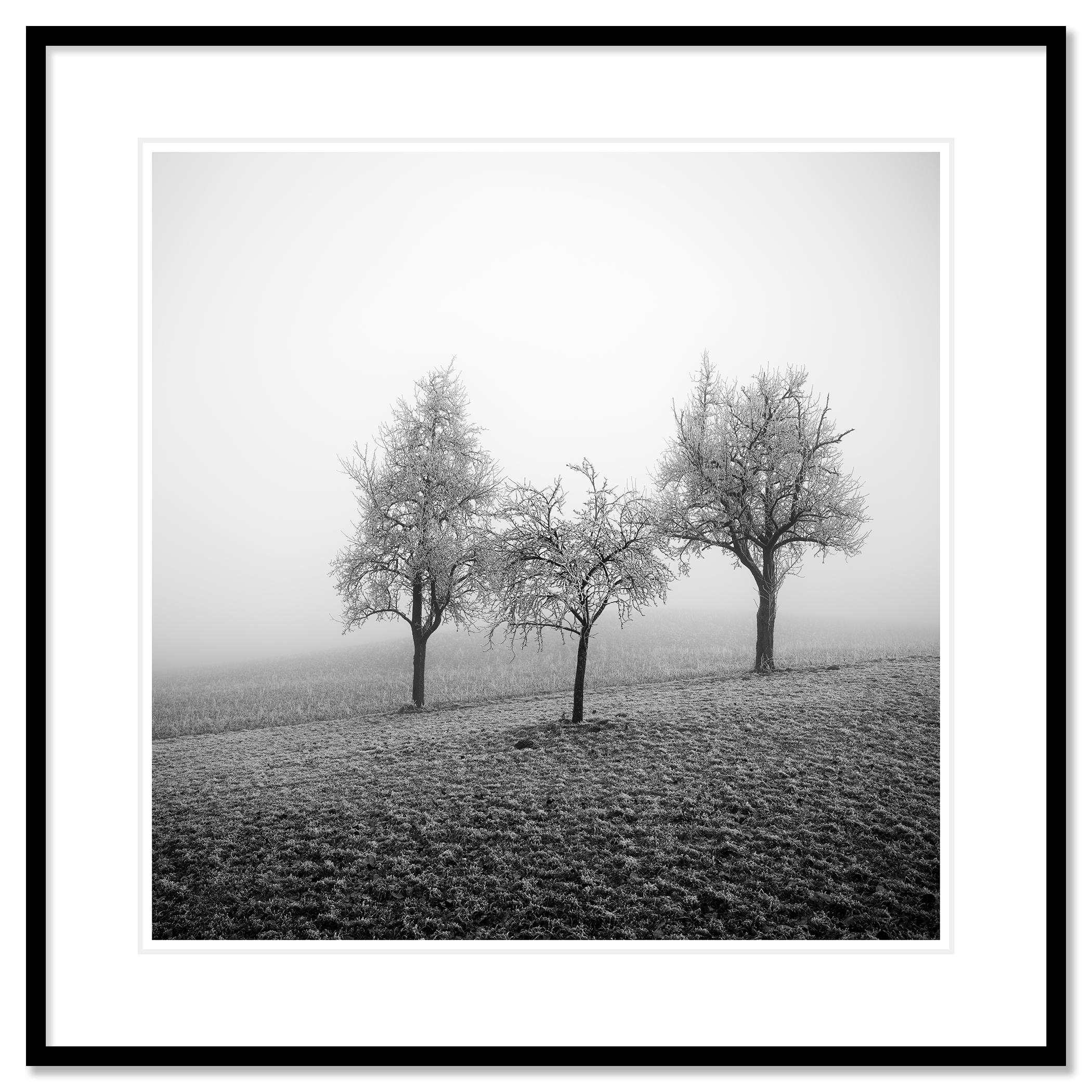 Frozen Landscape, fotografia vegetale minimalista, stampa monocromatica in edizione limitata in vendita 1