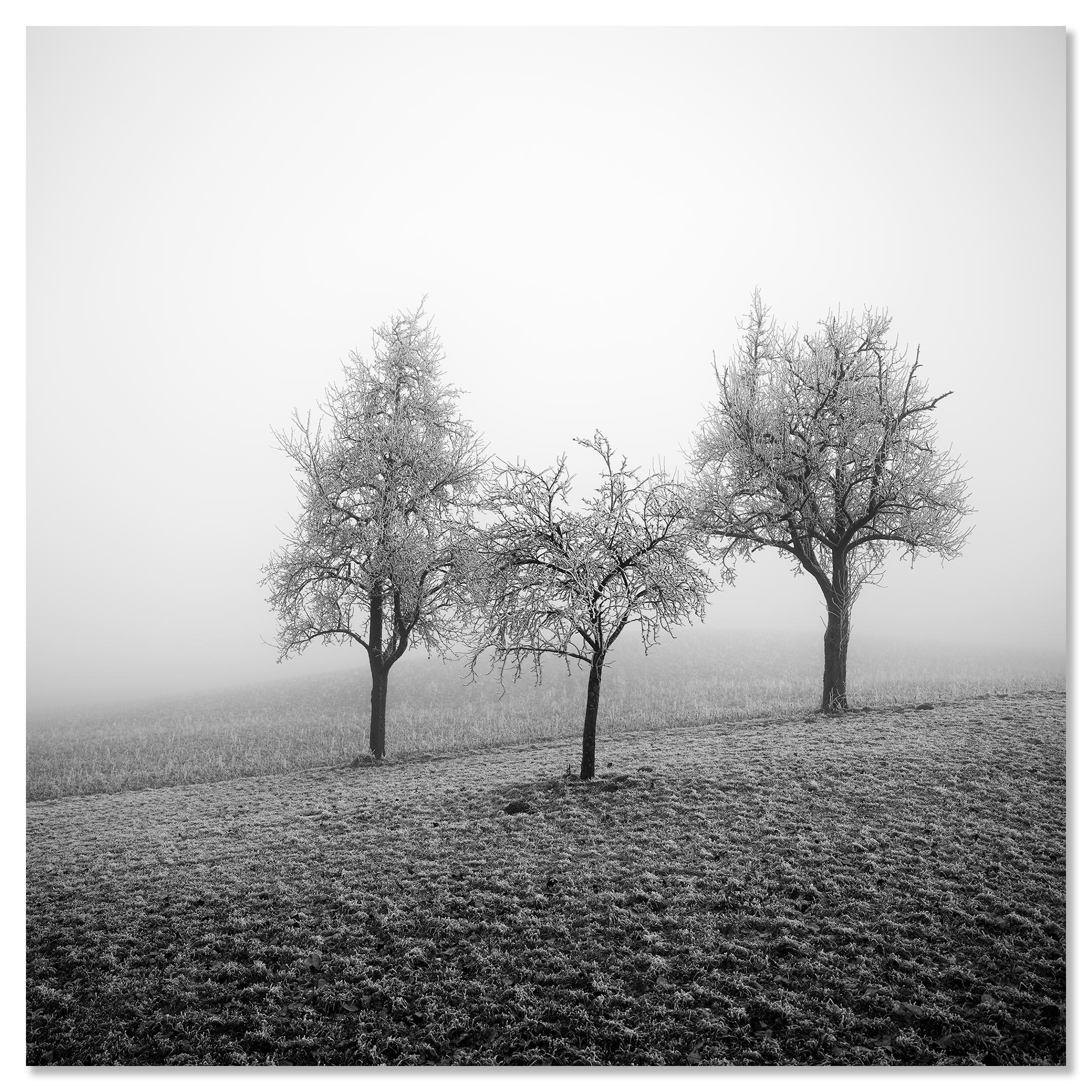 Frozen Landscape, fotografia vegetale minimalista, stampa monocromatica in edizione limitata in vendita 3