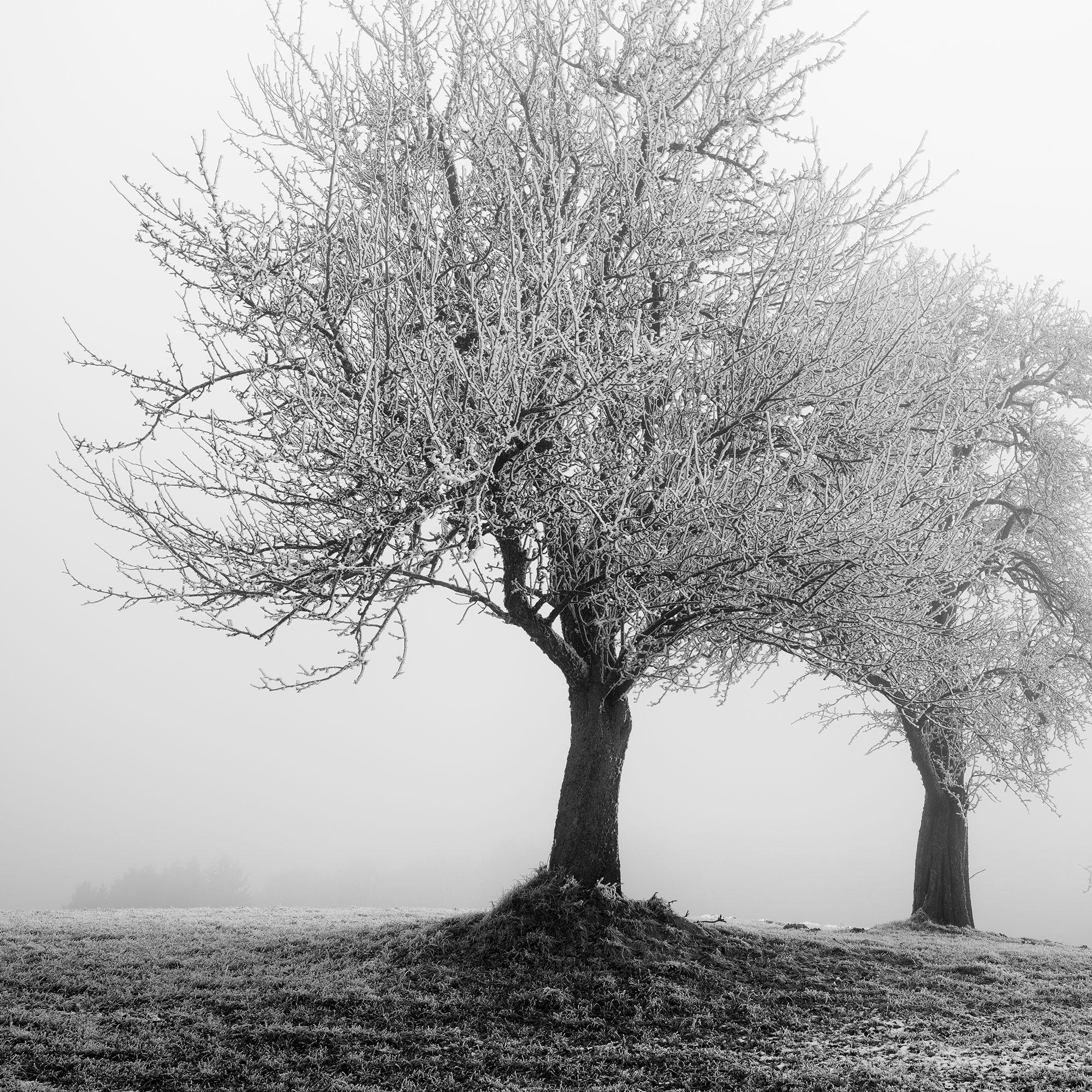 Paesaggio ghiacciato Alberi d'inverno Nature in vendita 5