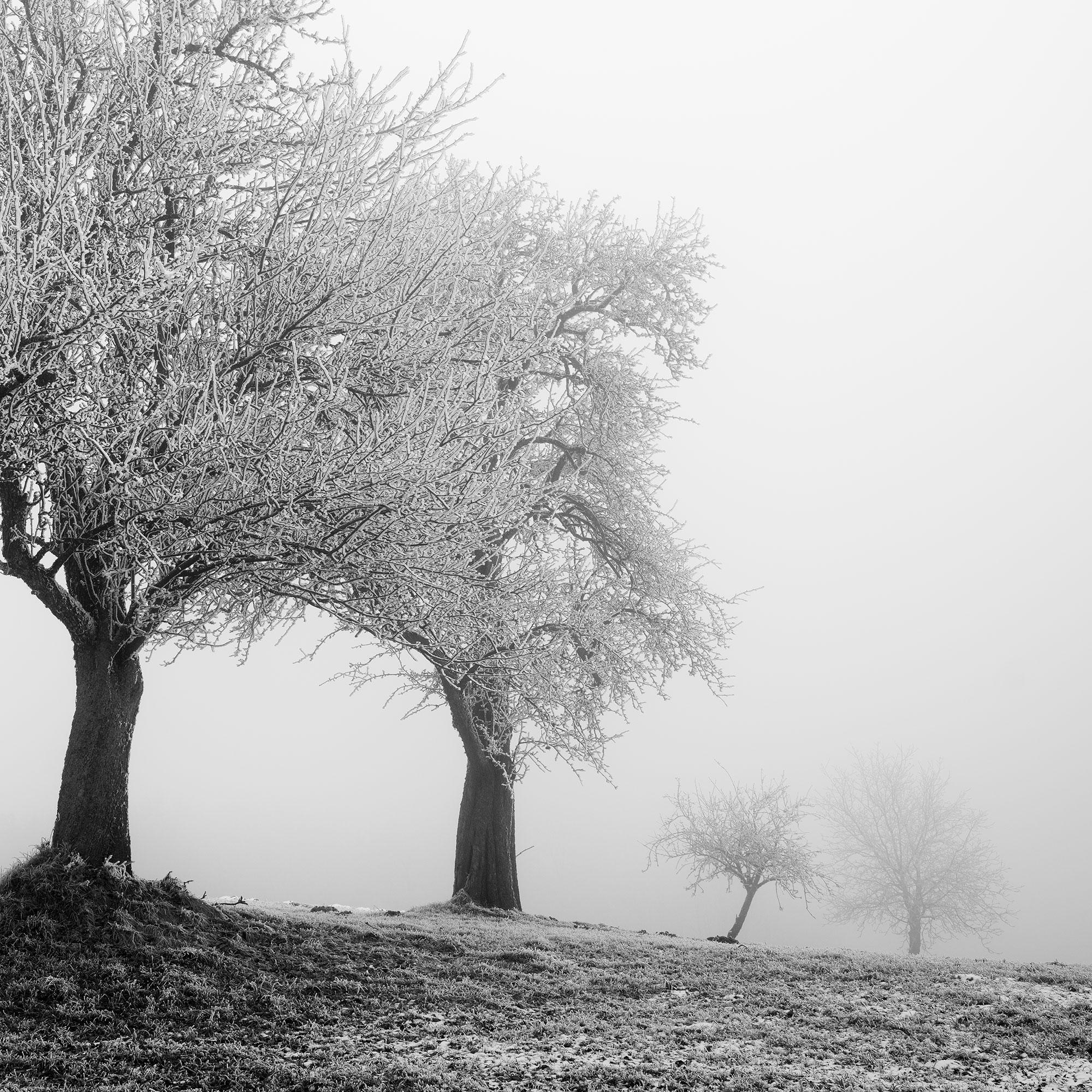 Paesaggio ghiacciato Alberi d'inverno Nature in vendita 6
