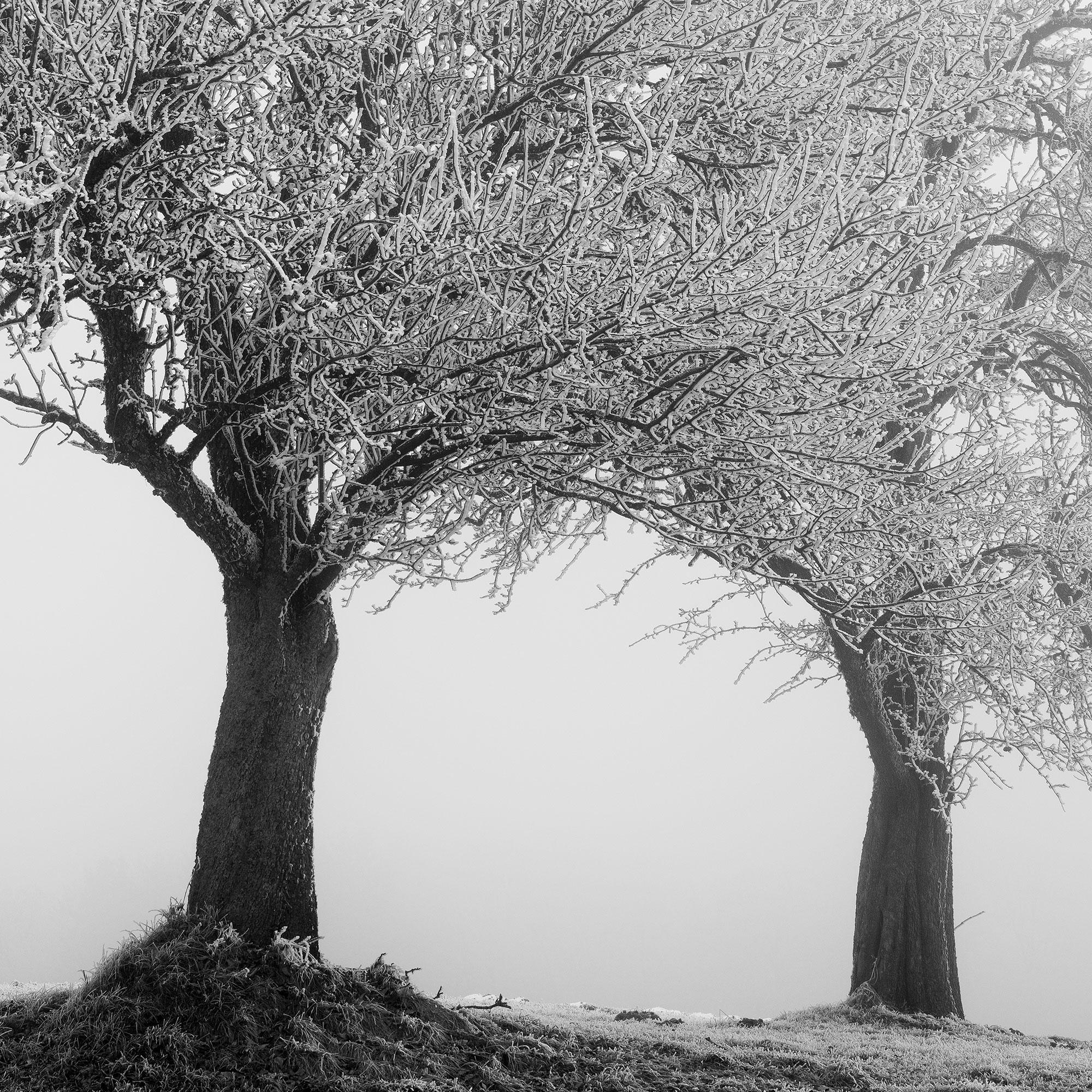 Paesaggio ghiacciato Alberi d'inverno Nature in vendita 7