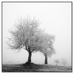 Paysage gelé Arbres d'hiver Nature