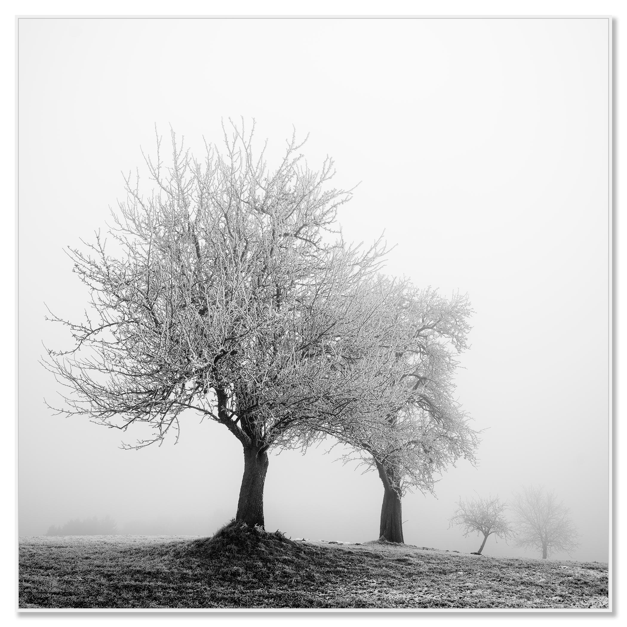 Paesaggio ghiacciato Alberi d'inverno Nature - Photograph Contemporaneo di Gerald Berghammer