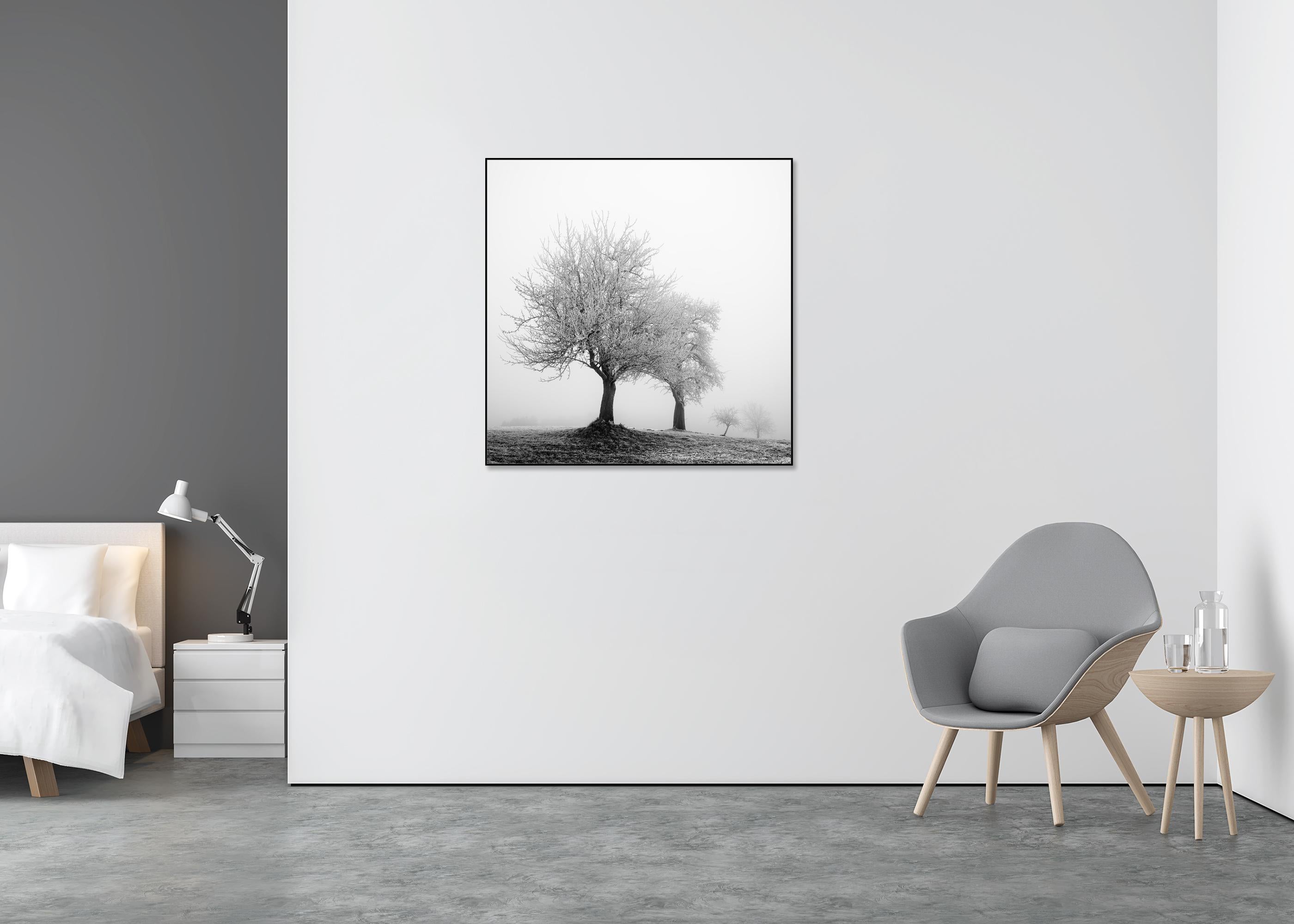 Paesaggio ghiacciato Alberi d'inverno Nature - Landscape Photograph Grigio di Gerald Berghammer