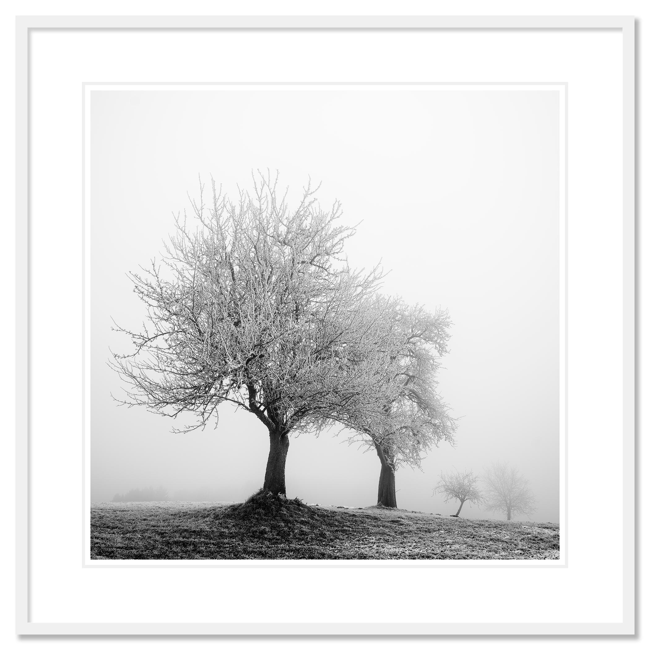 Paesaggio ghiacciato Alberi d'inverno Nature in vendita 1