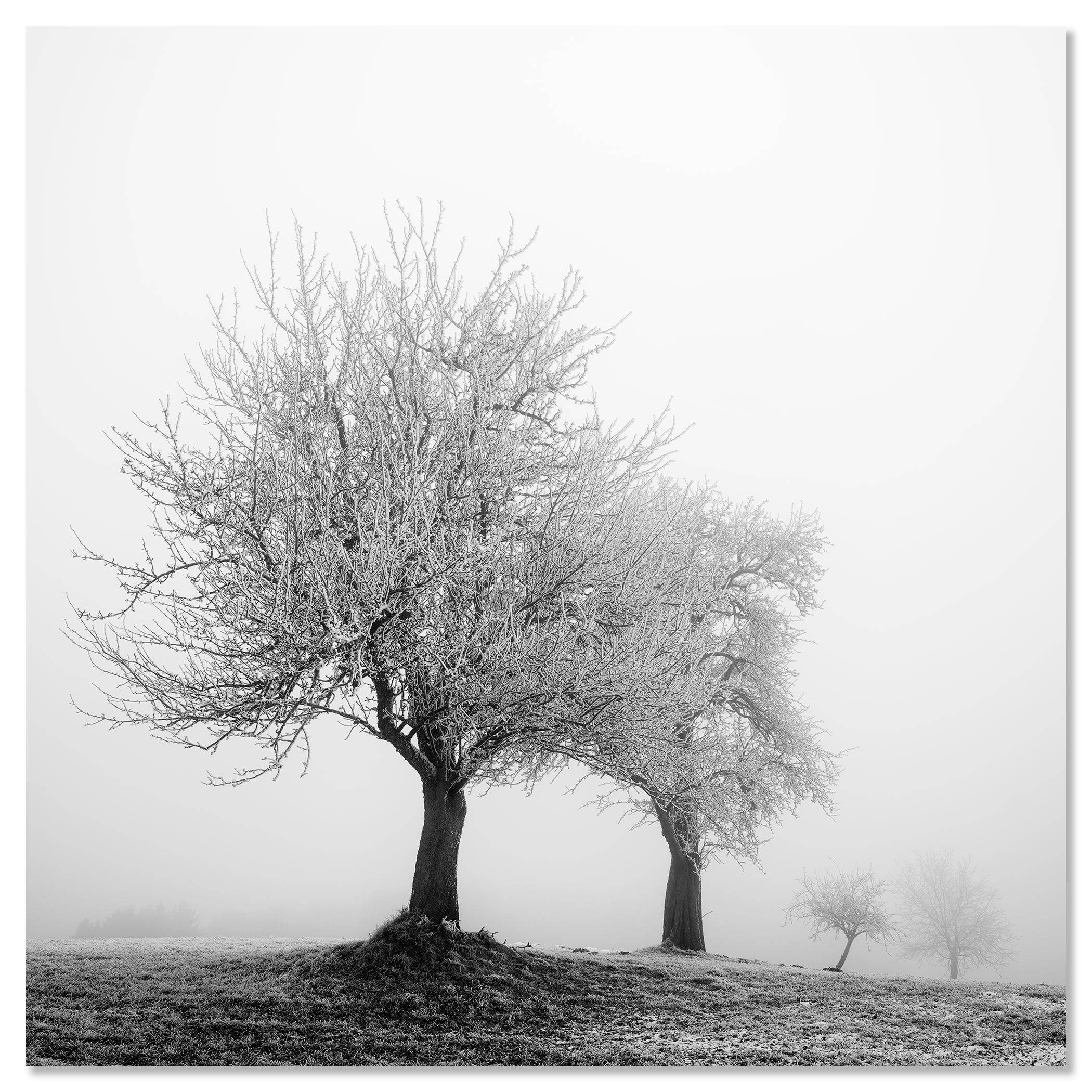 Paesaggio ghiacciato Alberi d'inverno Nature in vendita 3