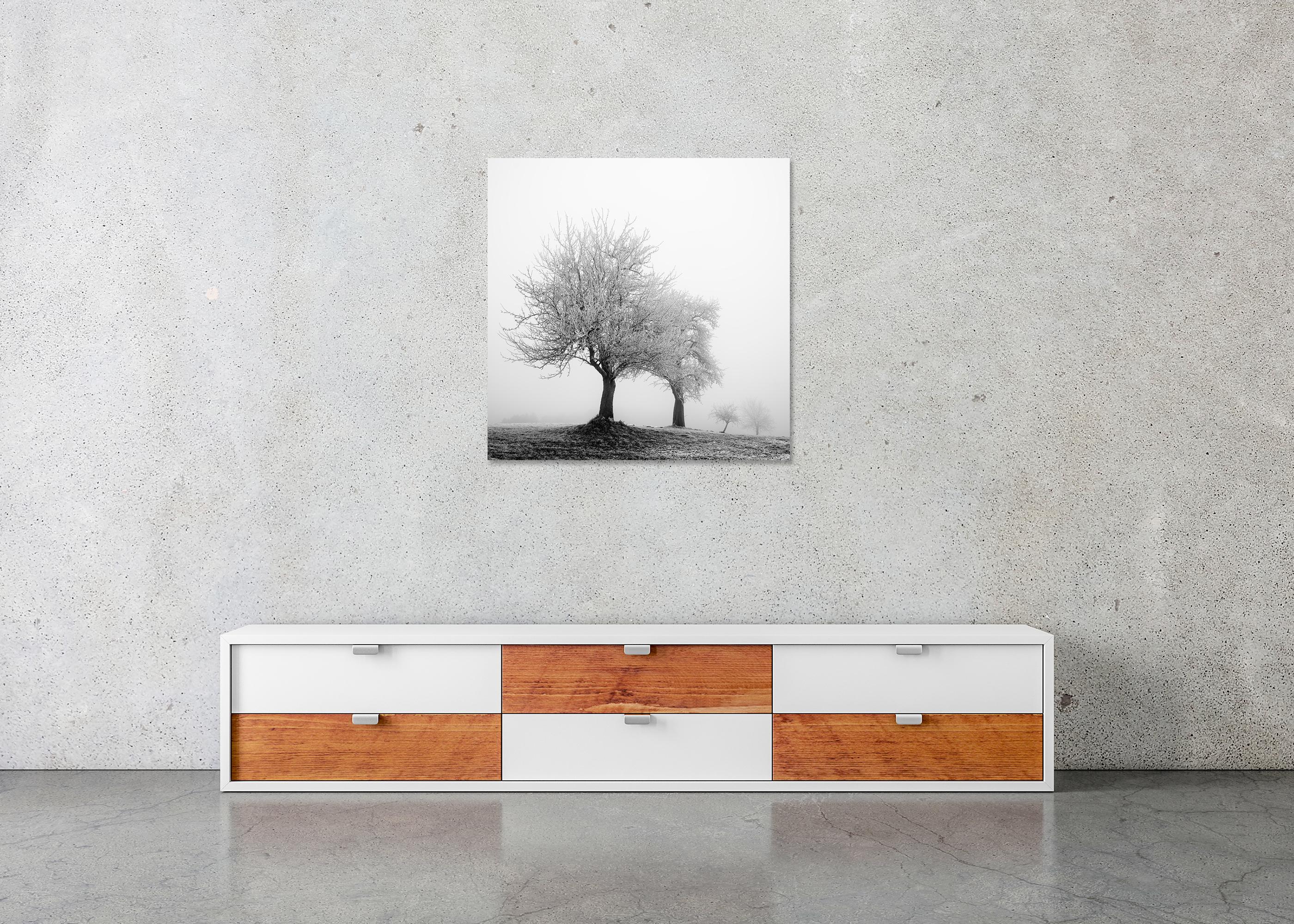 Paesaggio ghiacciato Alberi d'inverno Nature in vendita 4
