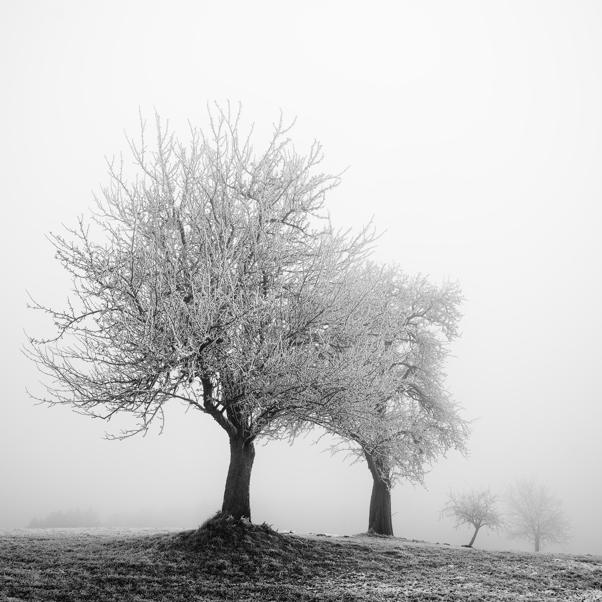 Landscape Photograph di Gerald Berghammer - Paesaggio ghiacciato Alberi d'inverno Nature