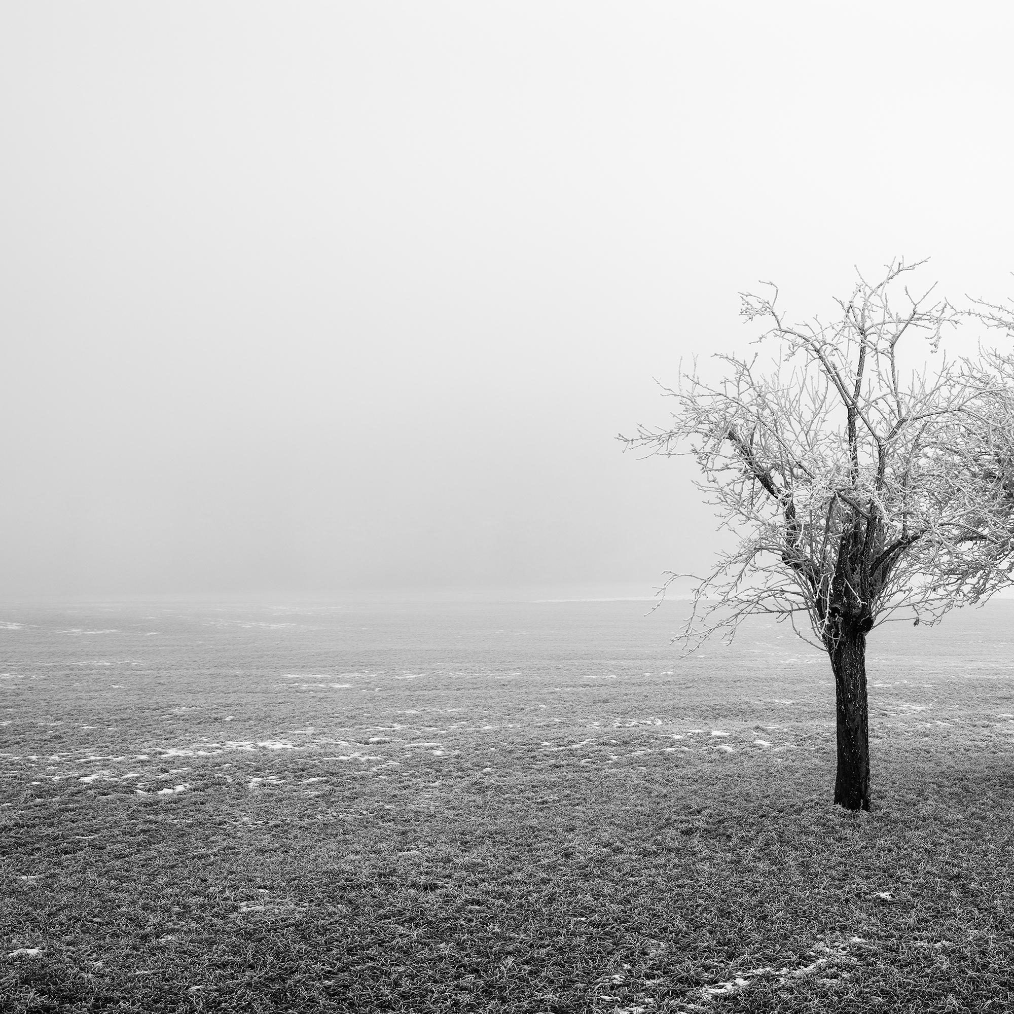 Panorama de árboles congelados en un campo, edición limitada de paisaje invernal minimalista en venta 5