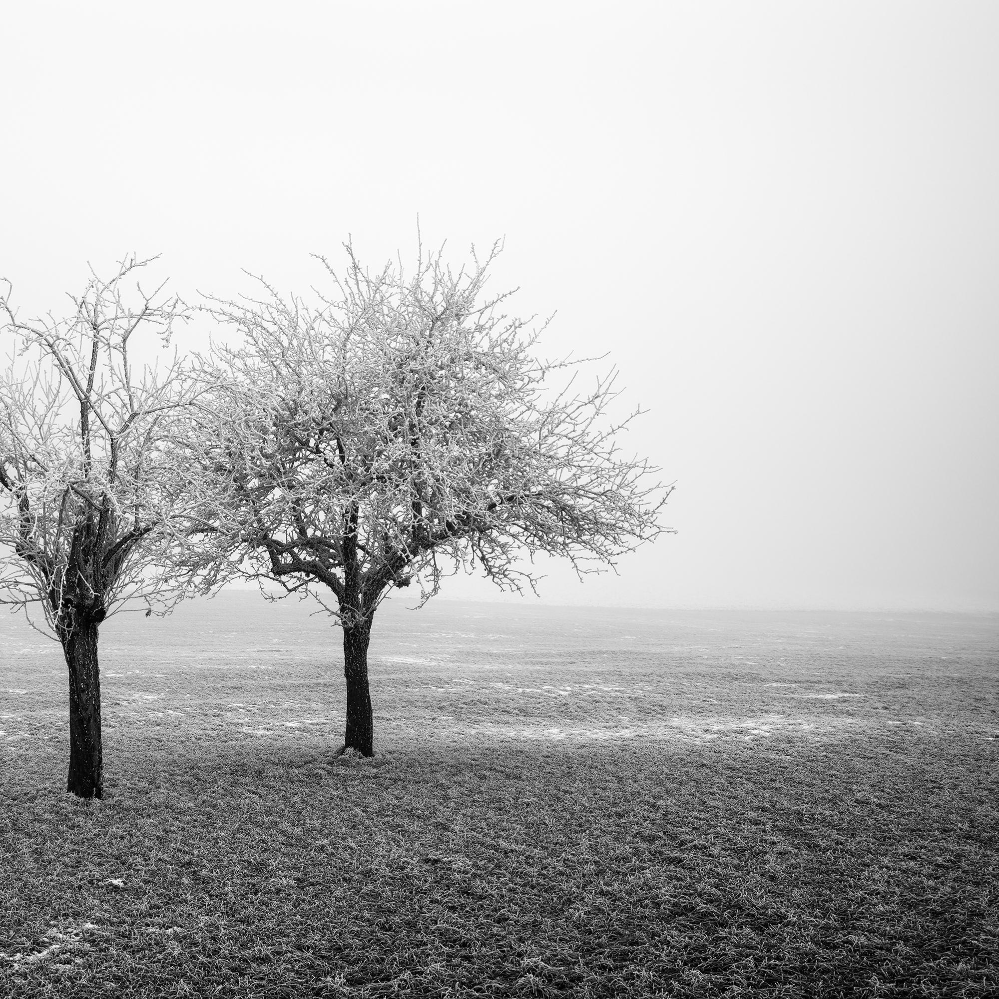 Panorama de árboles congelados en un campo, edición limitada de paisaje invernal minimalista en venta 6