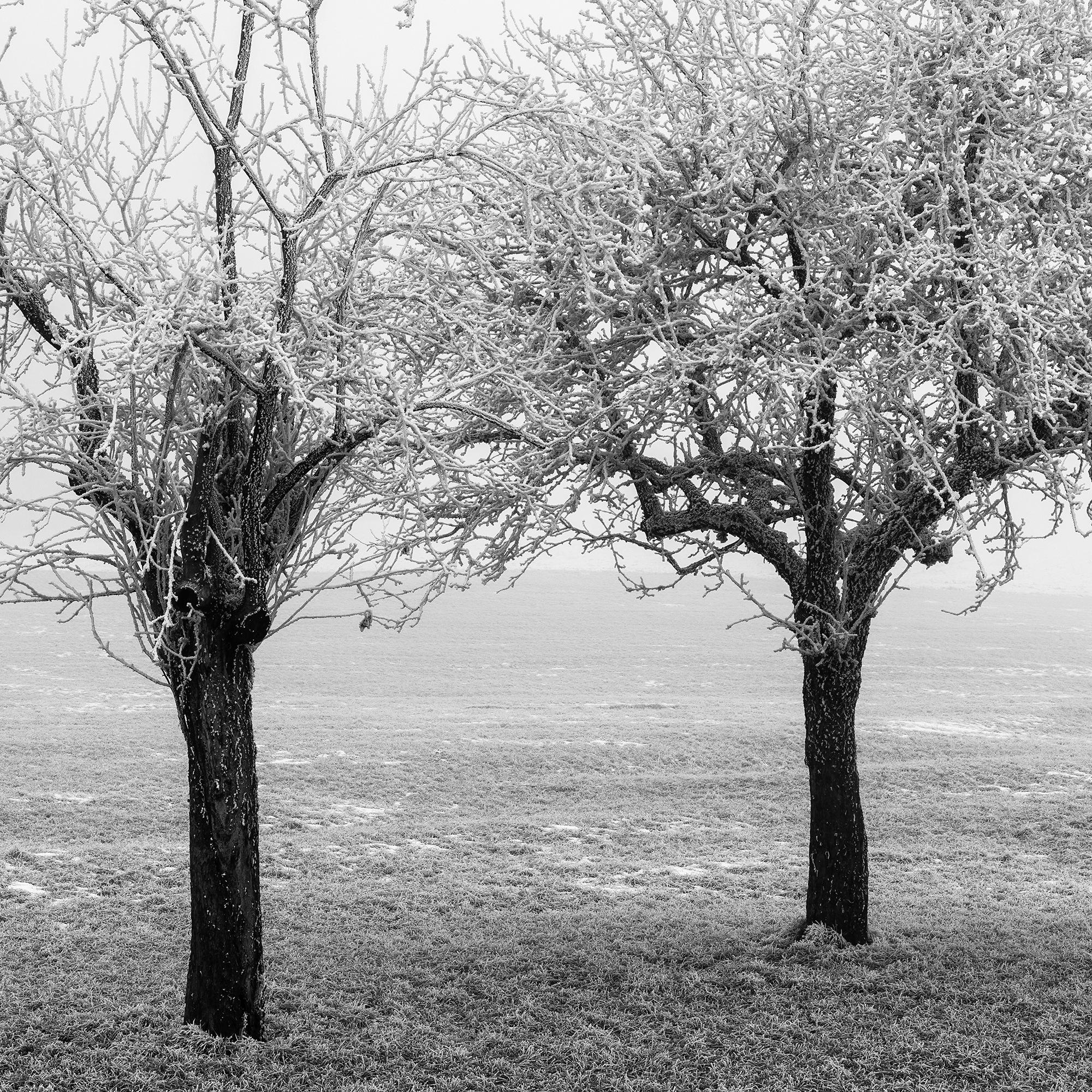 Panorama de árboles congelados en un campo, edición limitada de paisaje invernal minimalista en venta 7