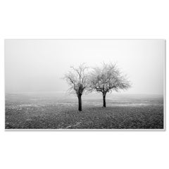 Frozen Trees in a Field Panorama, limited edition minimalist winter landscape